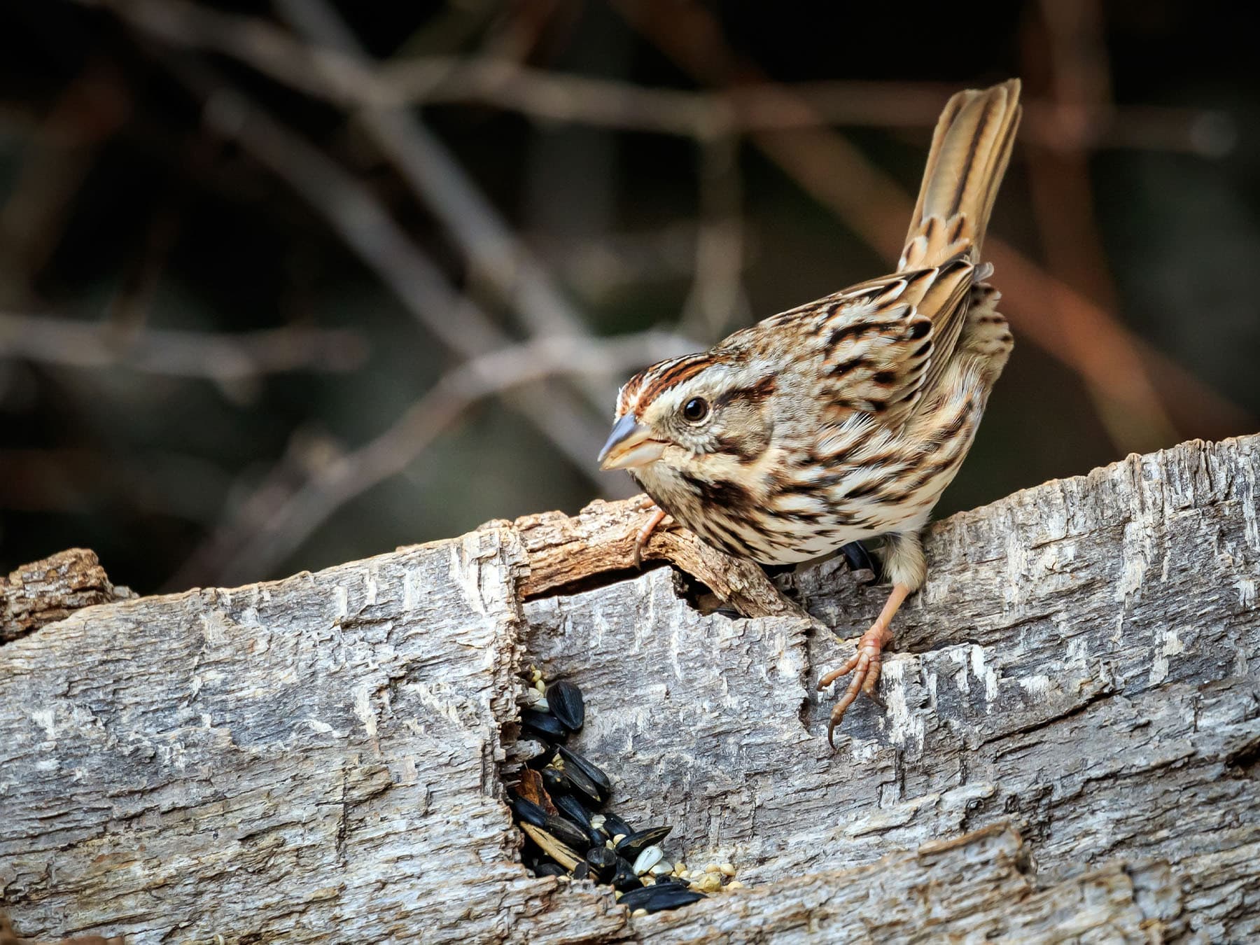 Song Sparrow on a branch foraging for insects