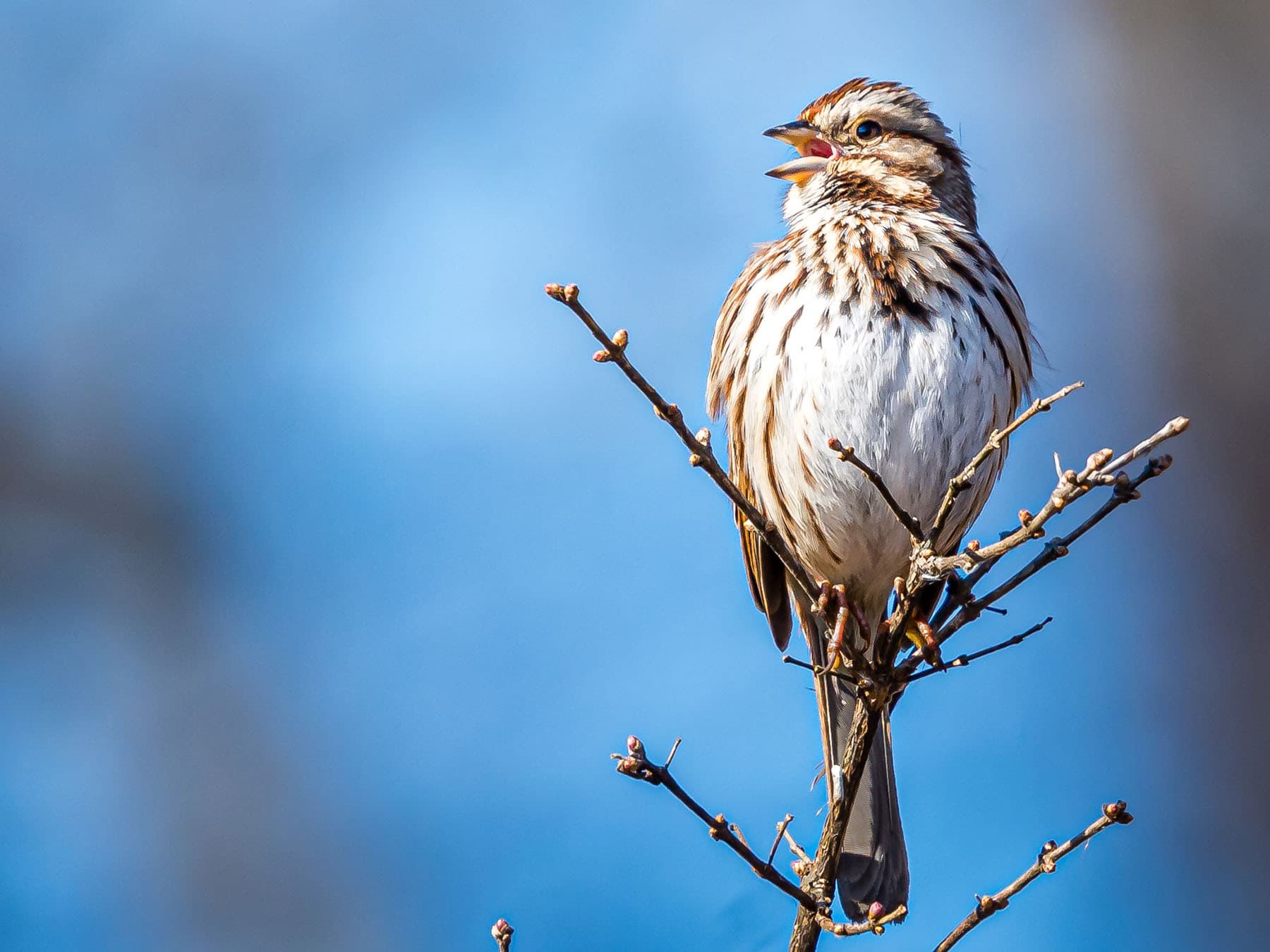 Song sparrow in full voice