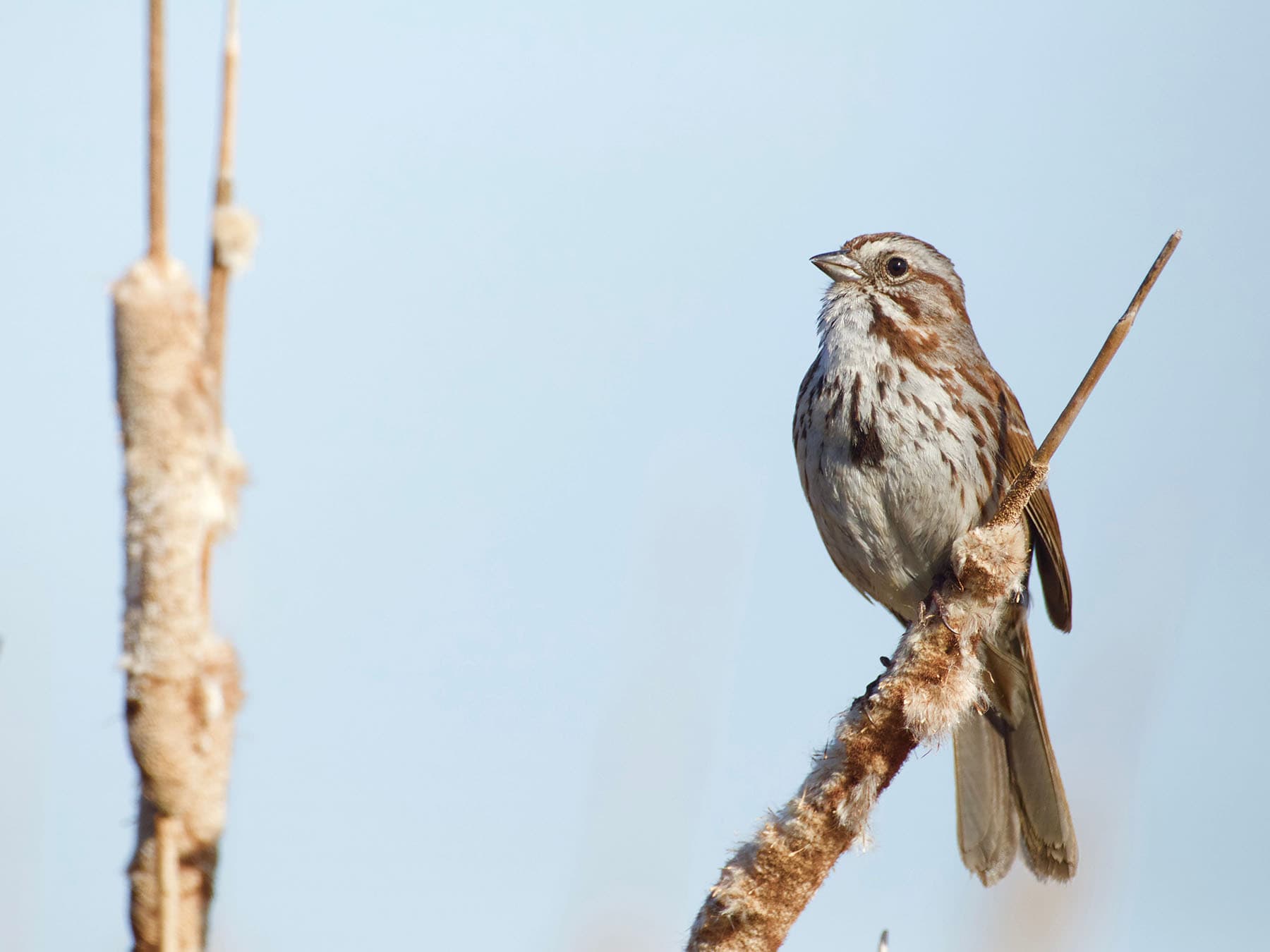 Song sparrow perched cattail