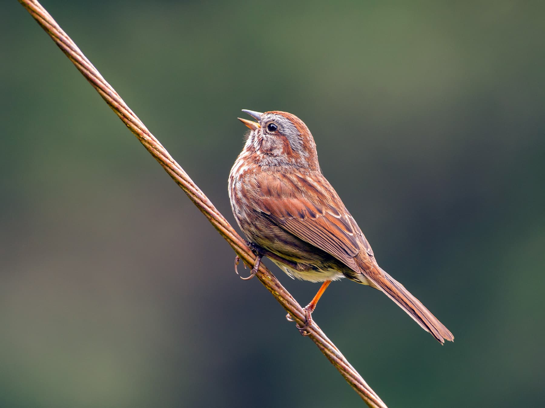 Song sparrow perched on wire singing