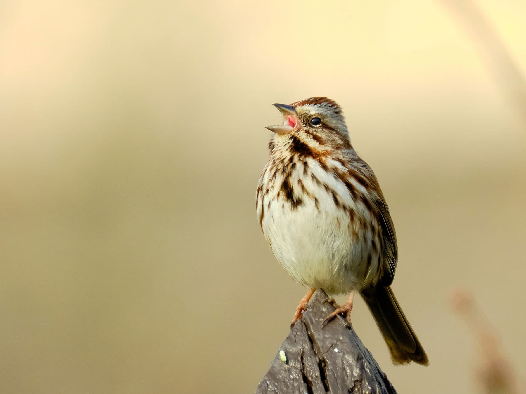 Song sparrow singing
