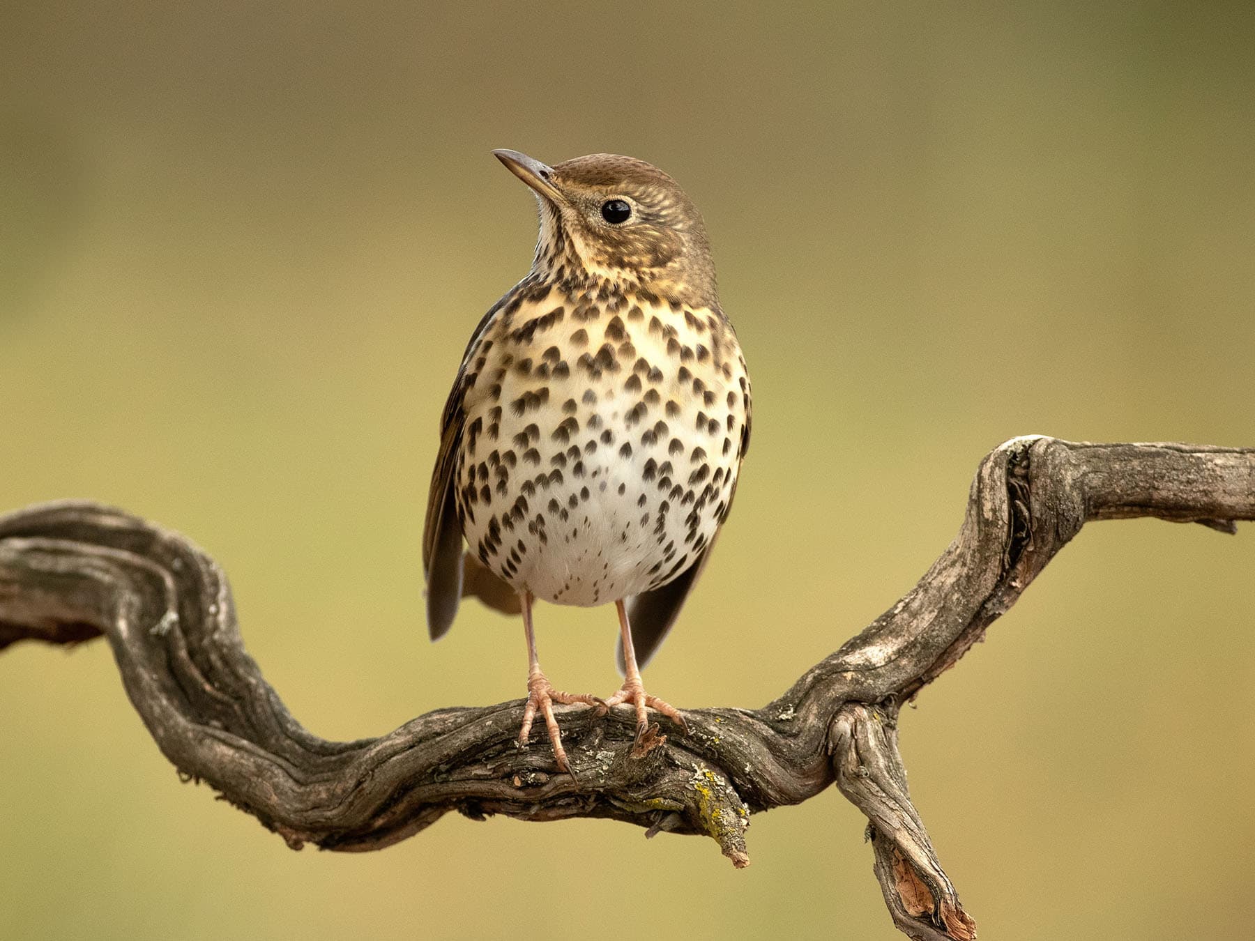 A Song Thrush from the front: rows of dark spots on a cream breast with a buff wash
