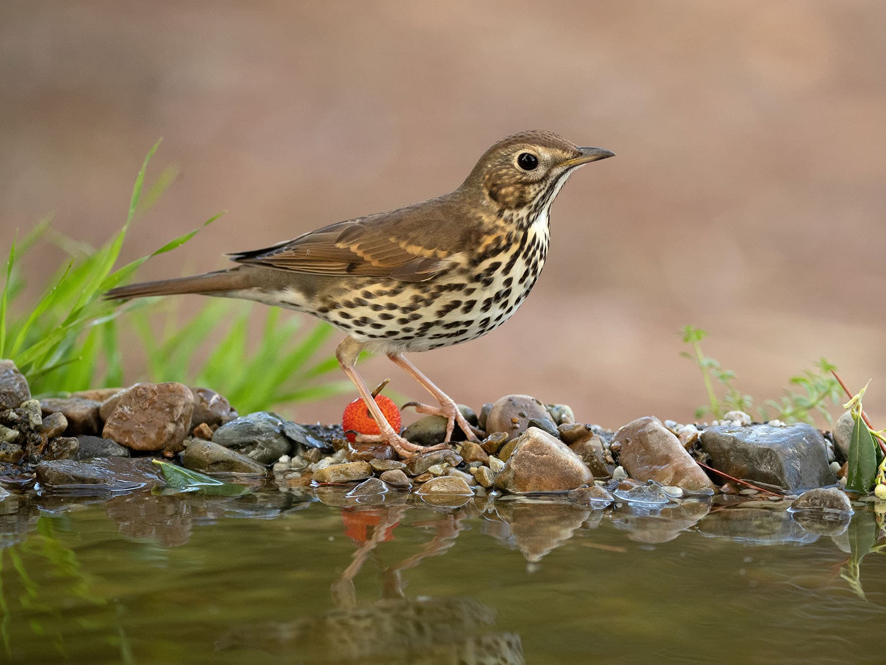 A Song Thrush standing at the edge of a pool