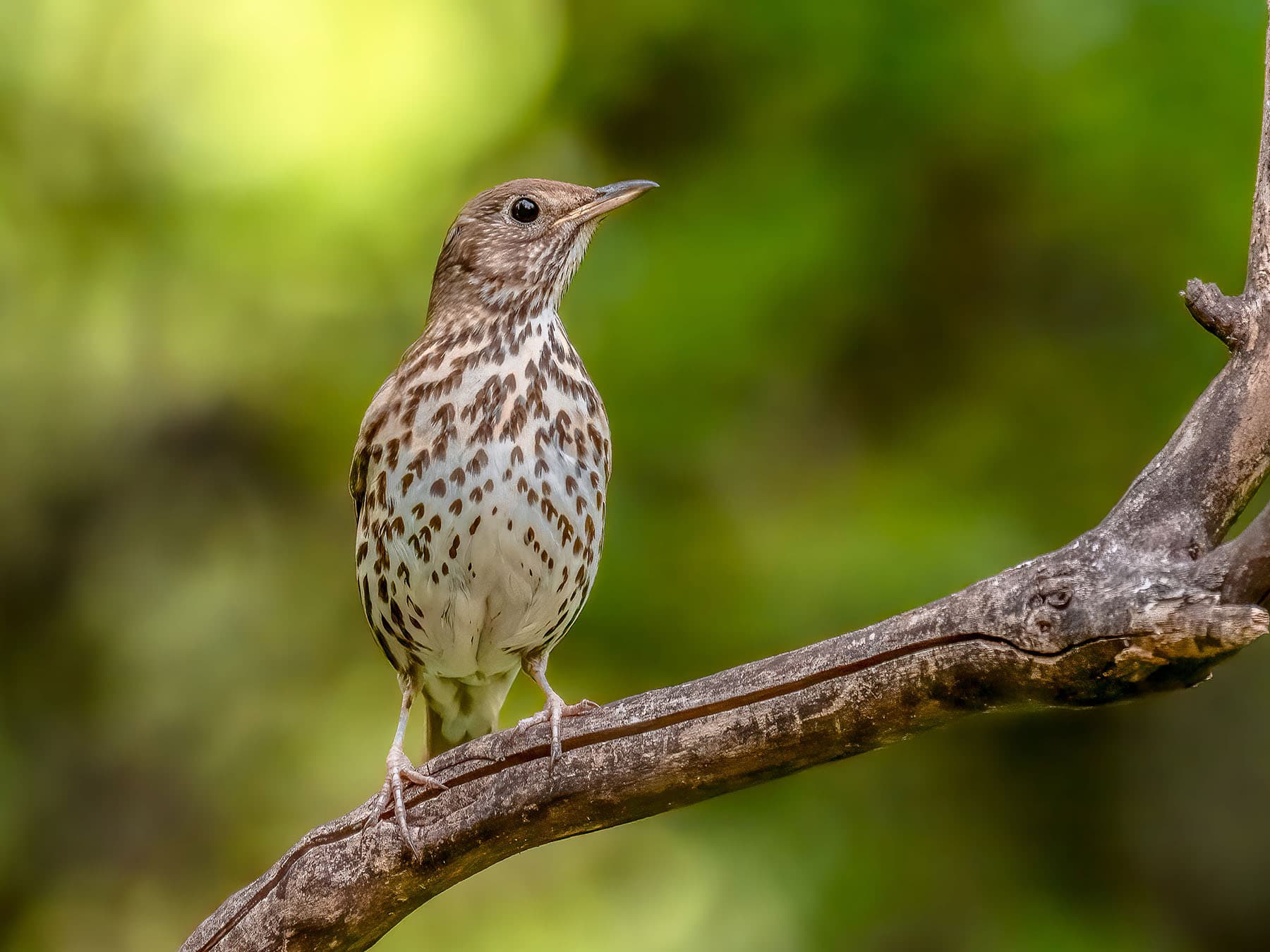 A Song Thrush on a bare branch