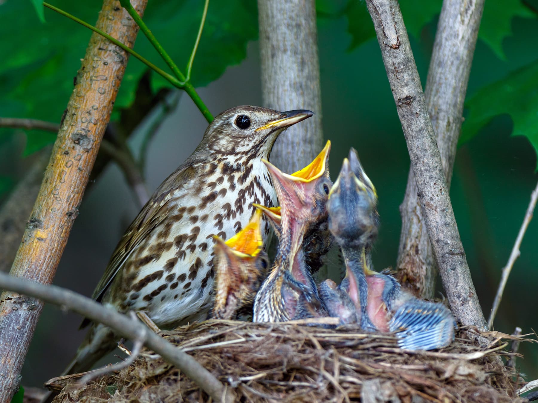 Song thrush nest with young hungry chicks