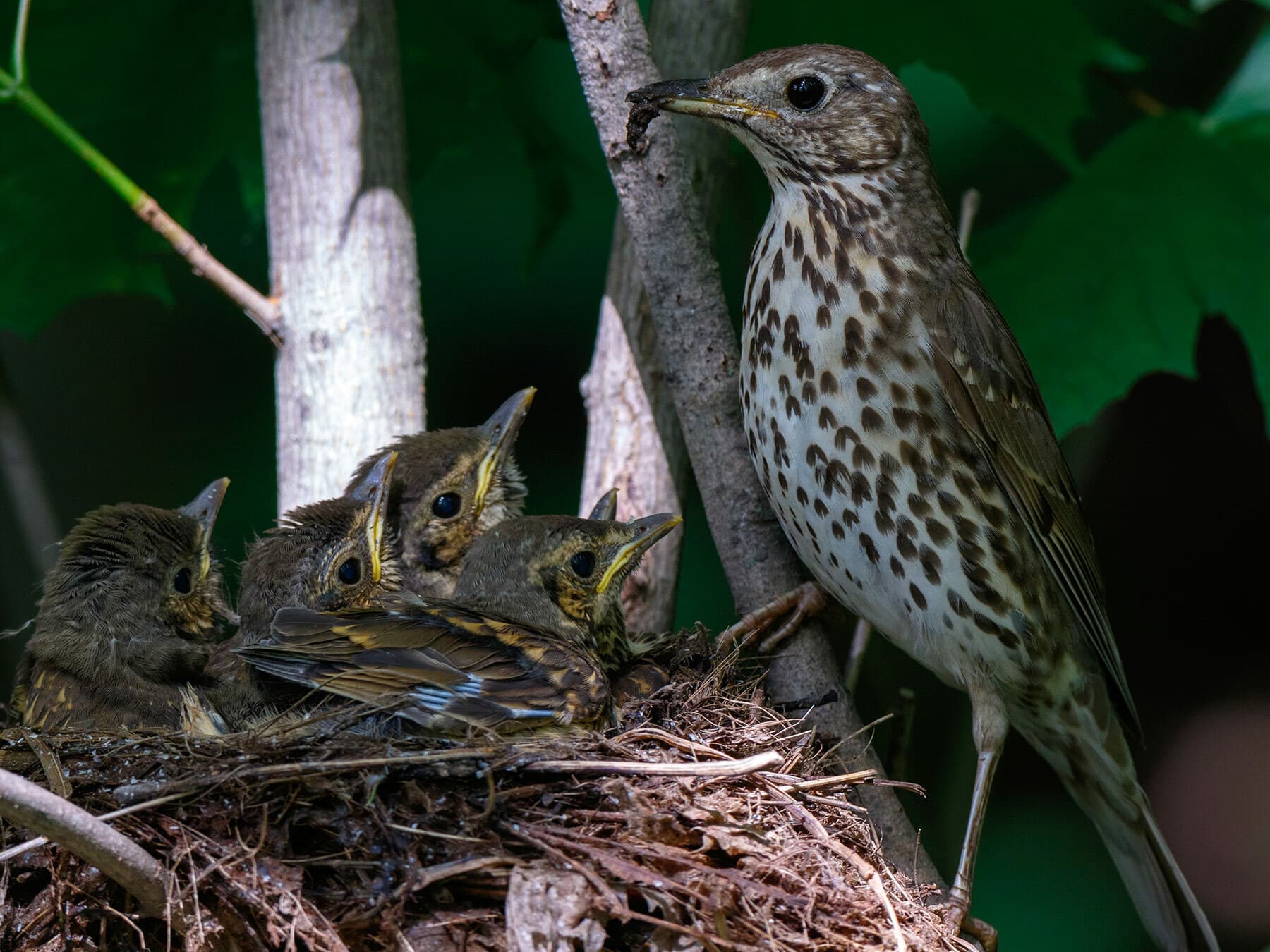 An adult Song Thrush with food in its bill beside a nest of four well-grown young