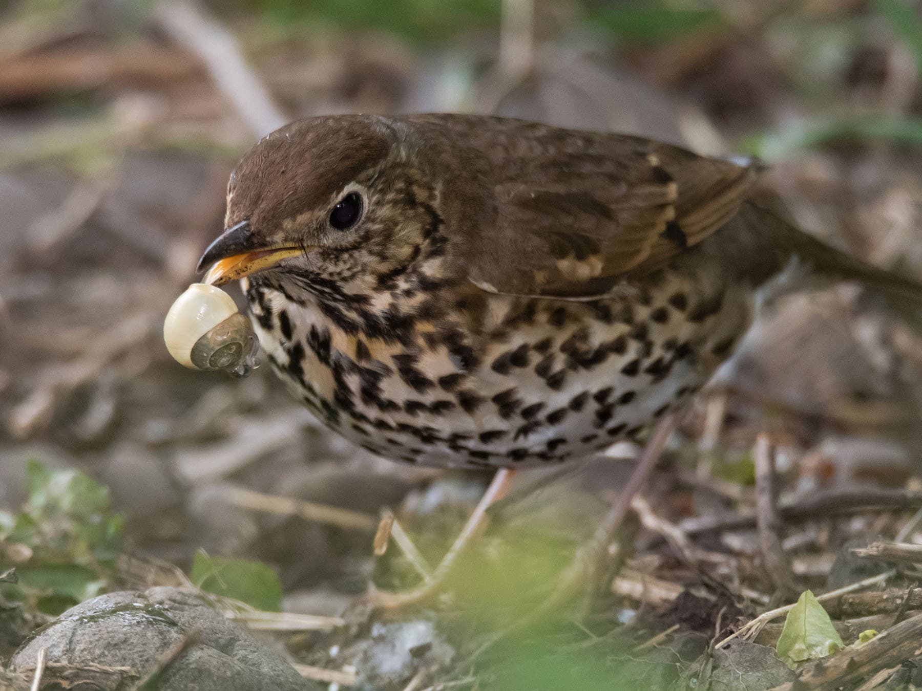 A Song Thrush with a snail in its bill