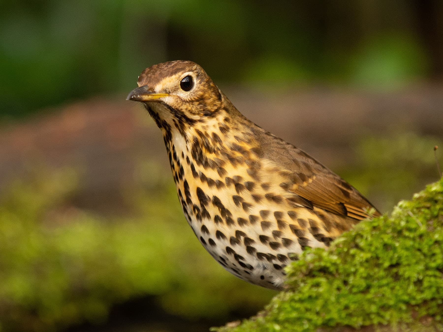 Song Thrush