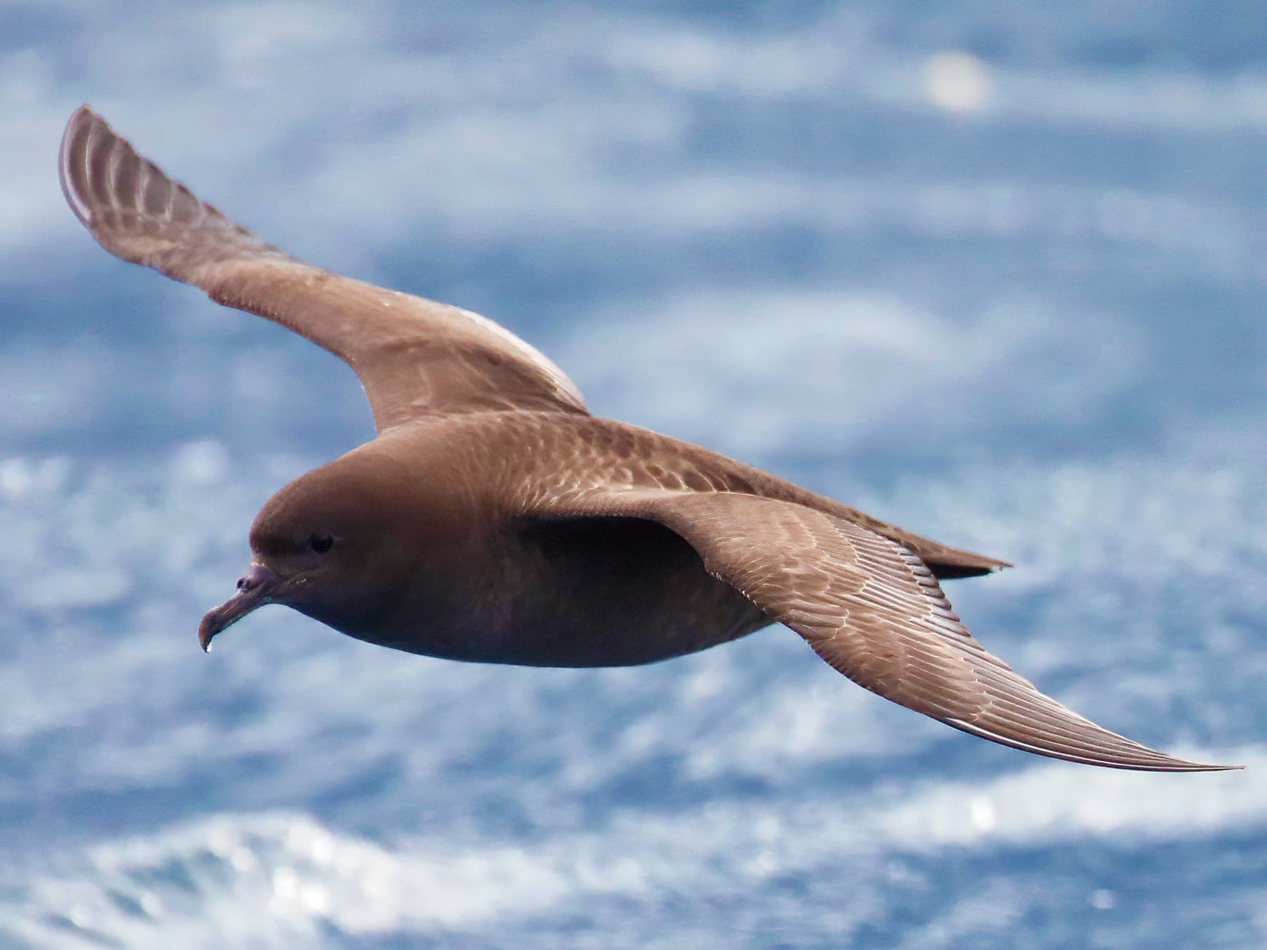 Petrels & Shearwaters
