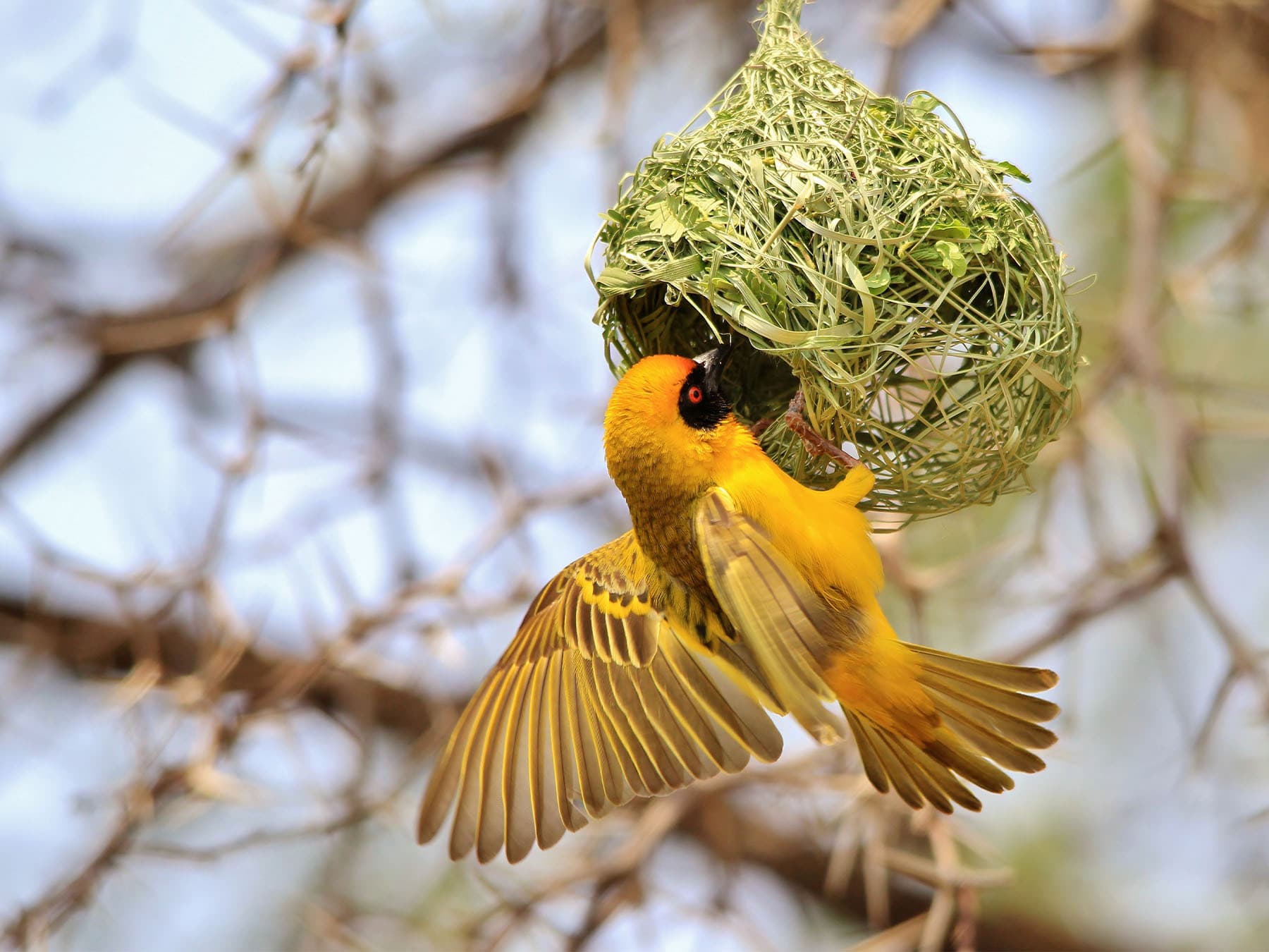 Southern black masked weaver nestbuilding