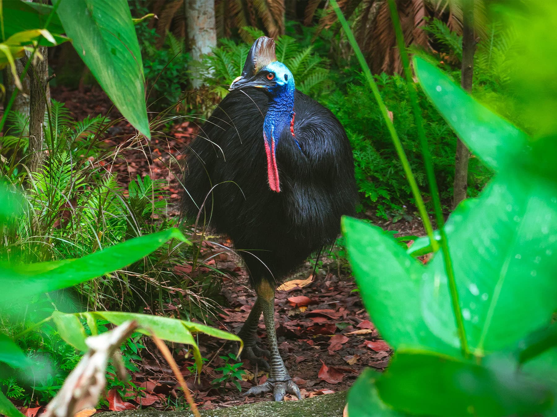 Southern cassowary in rainforest habitat