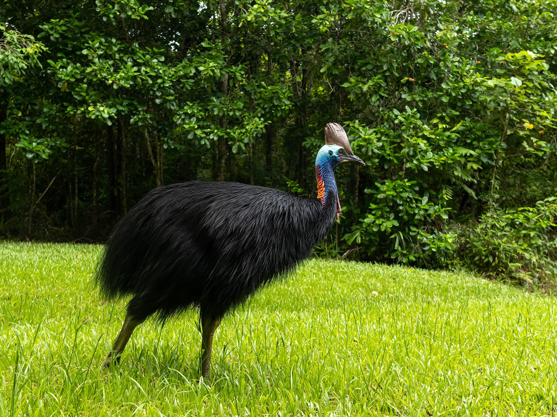 Southern cassowary
