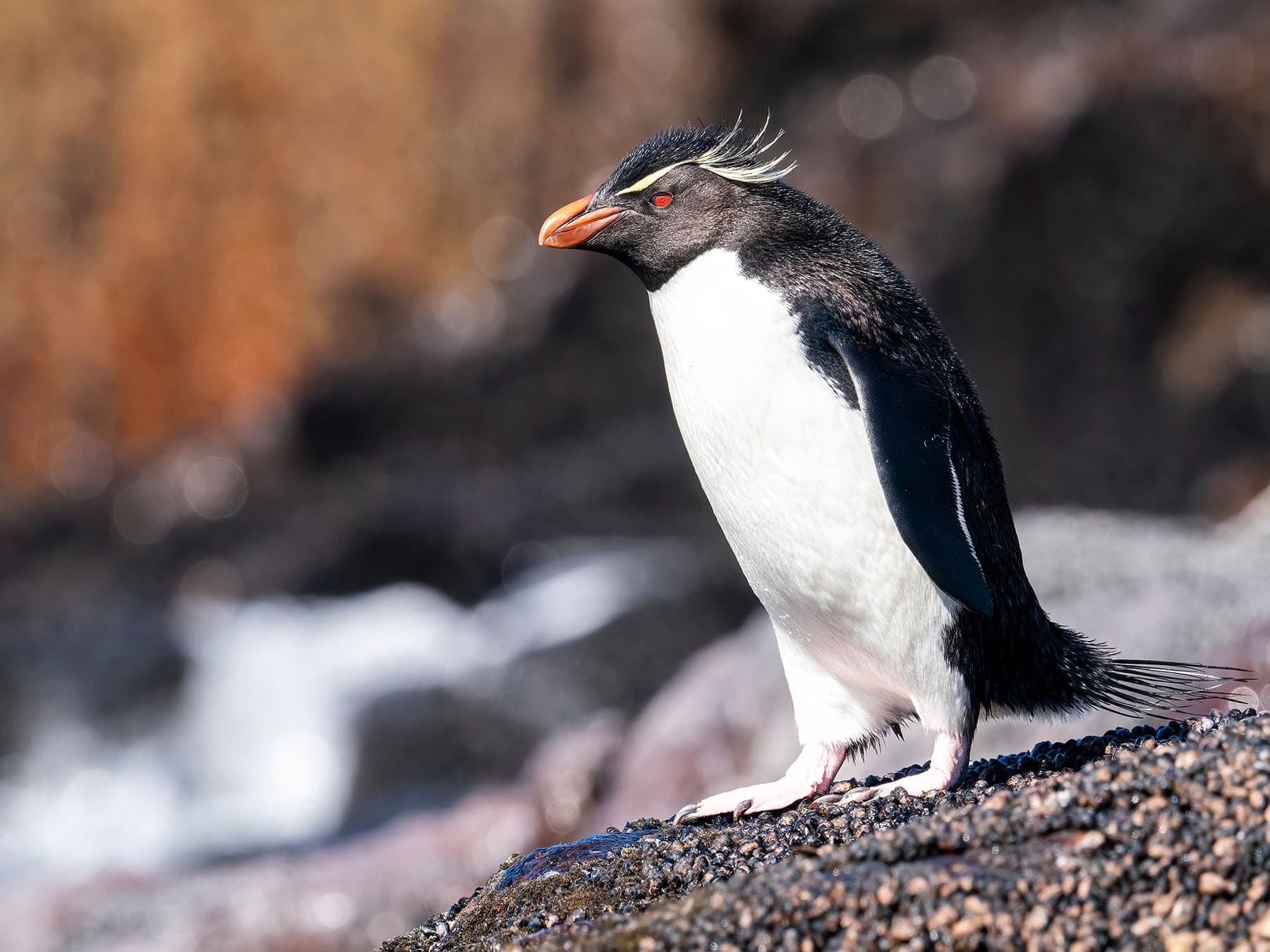 Southern Rockhopper Penguin