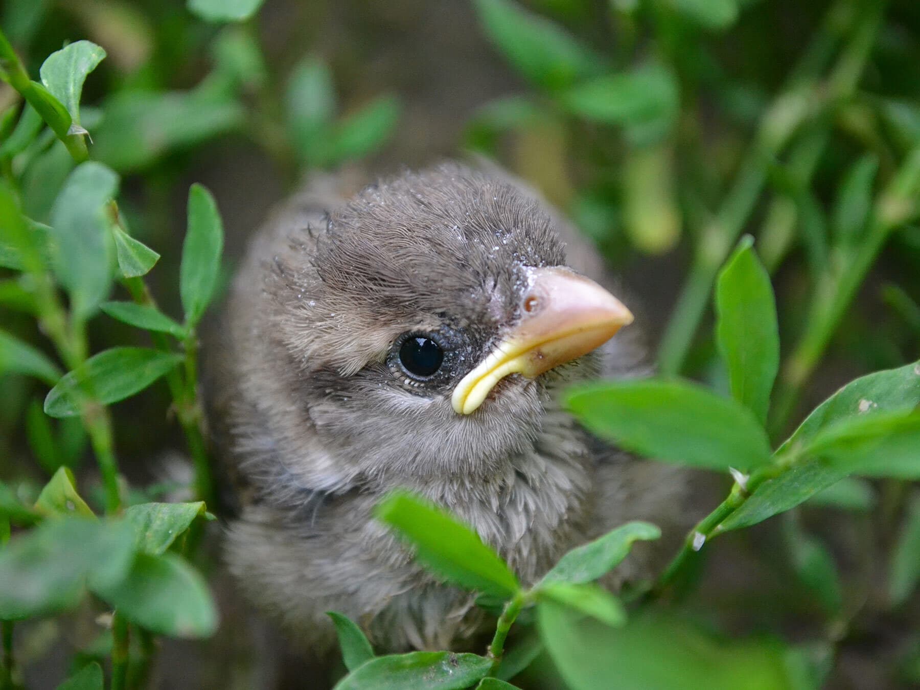 Sparrow chick