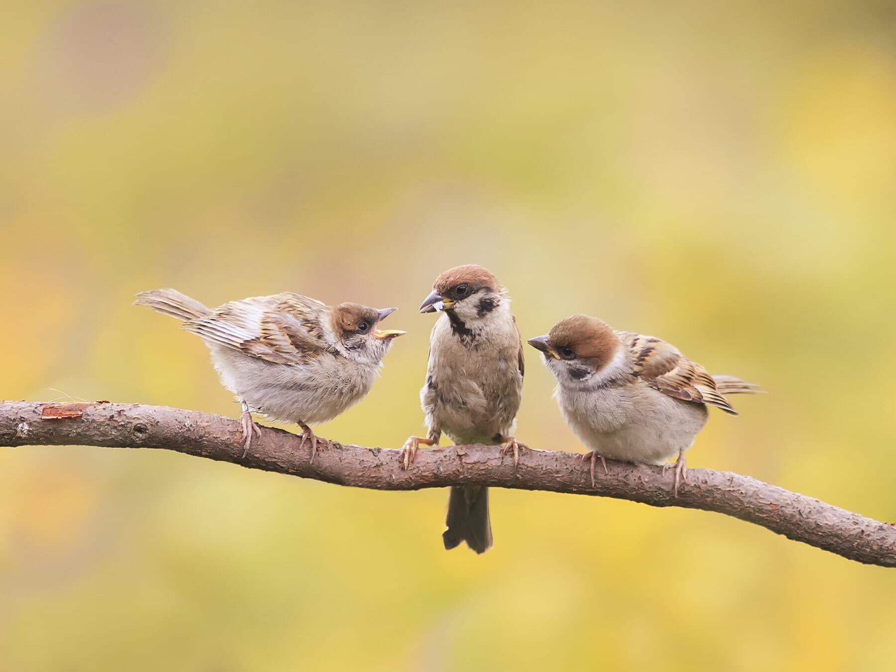 Sparrow chicks begging