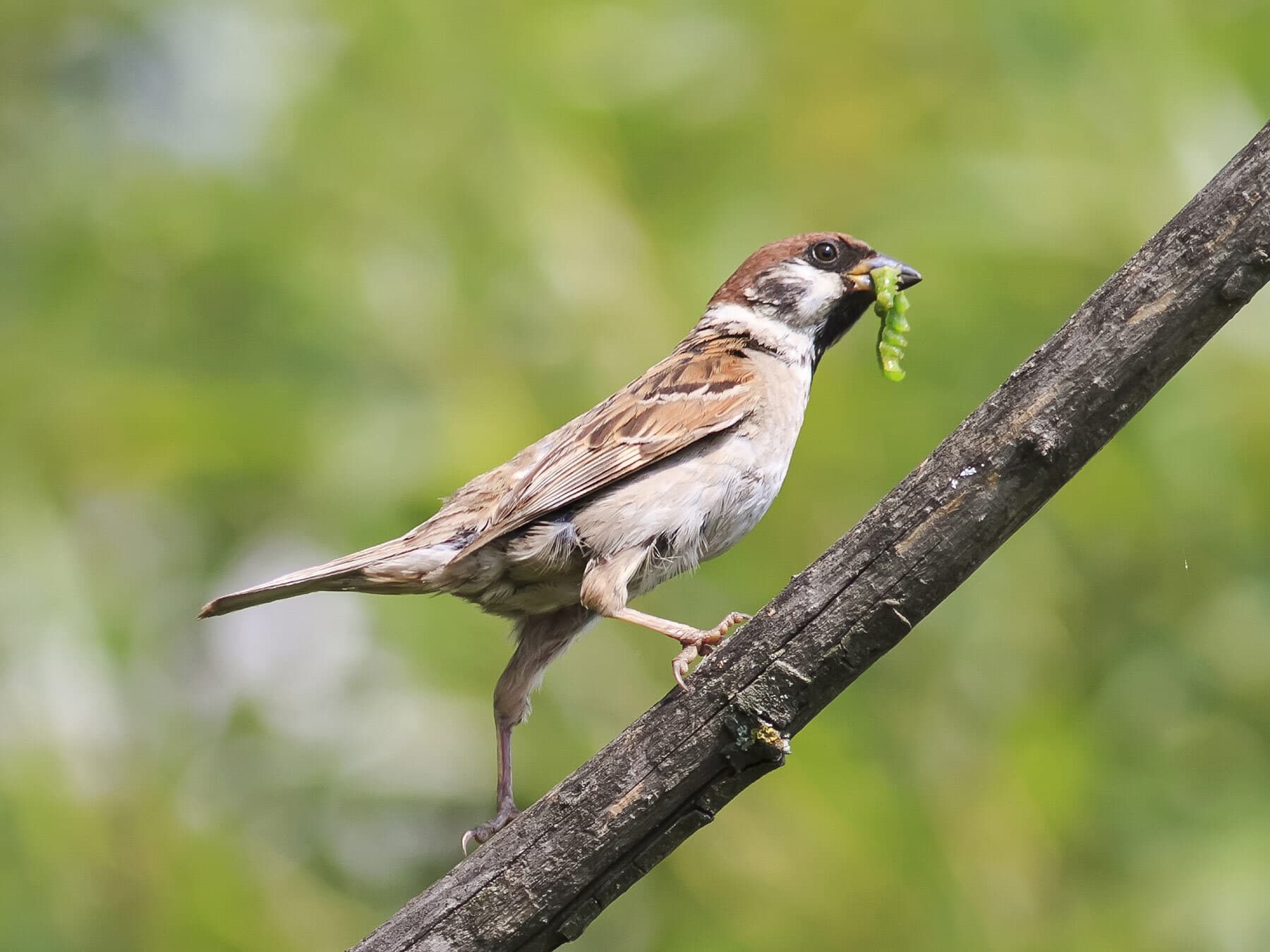 Sparrow eating caterpillar