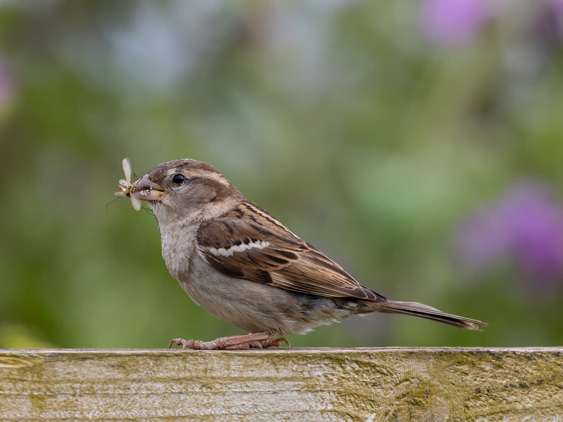 Sparrow eating insects