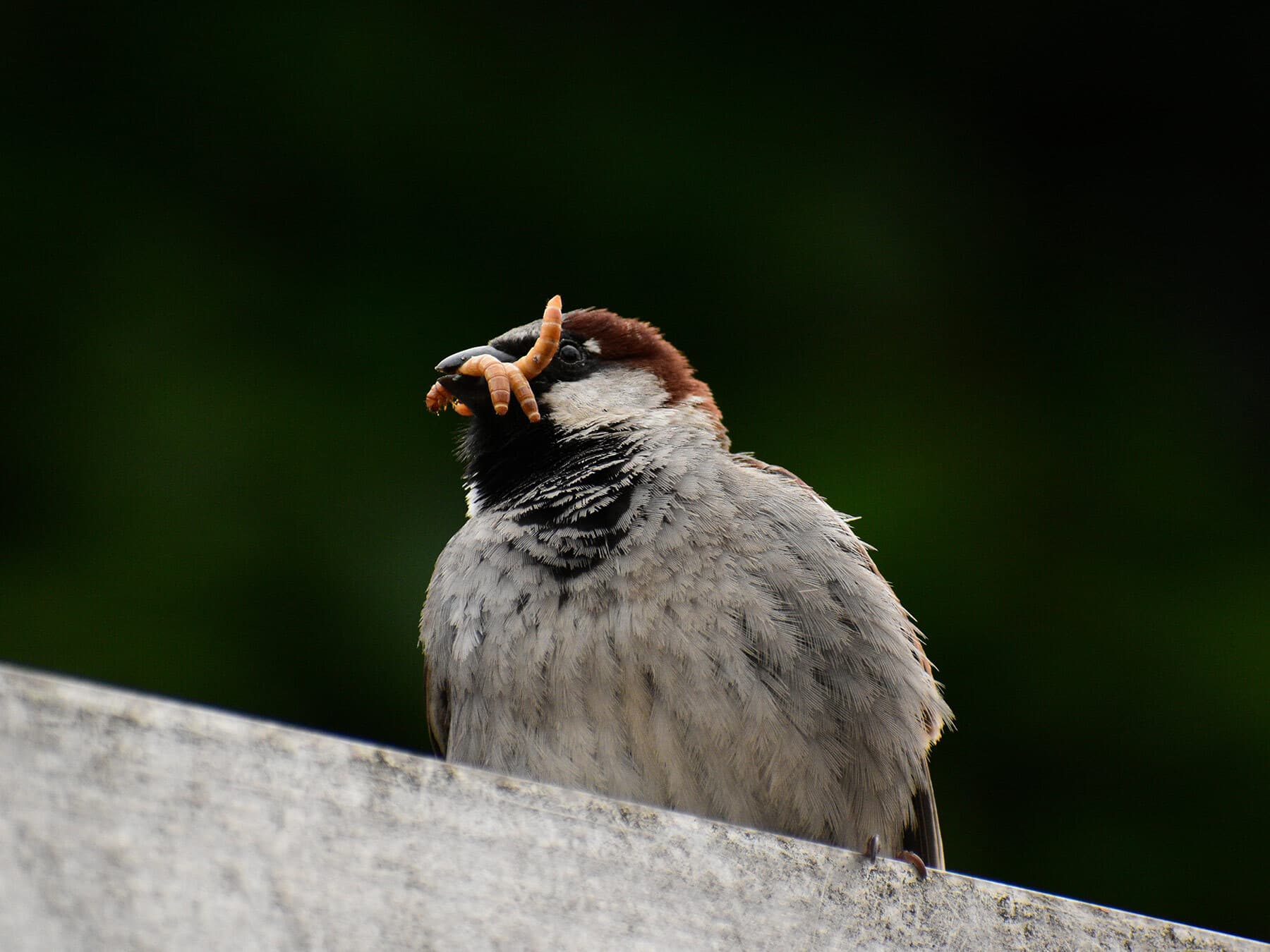 Sparrow eating mealworms