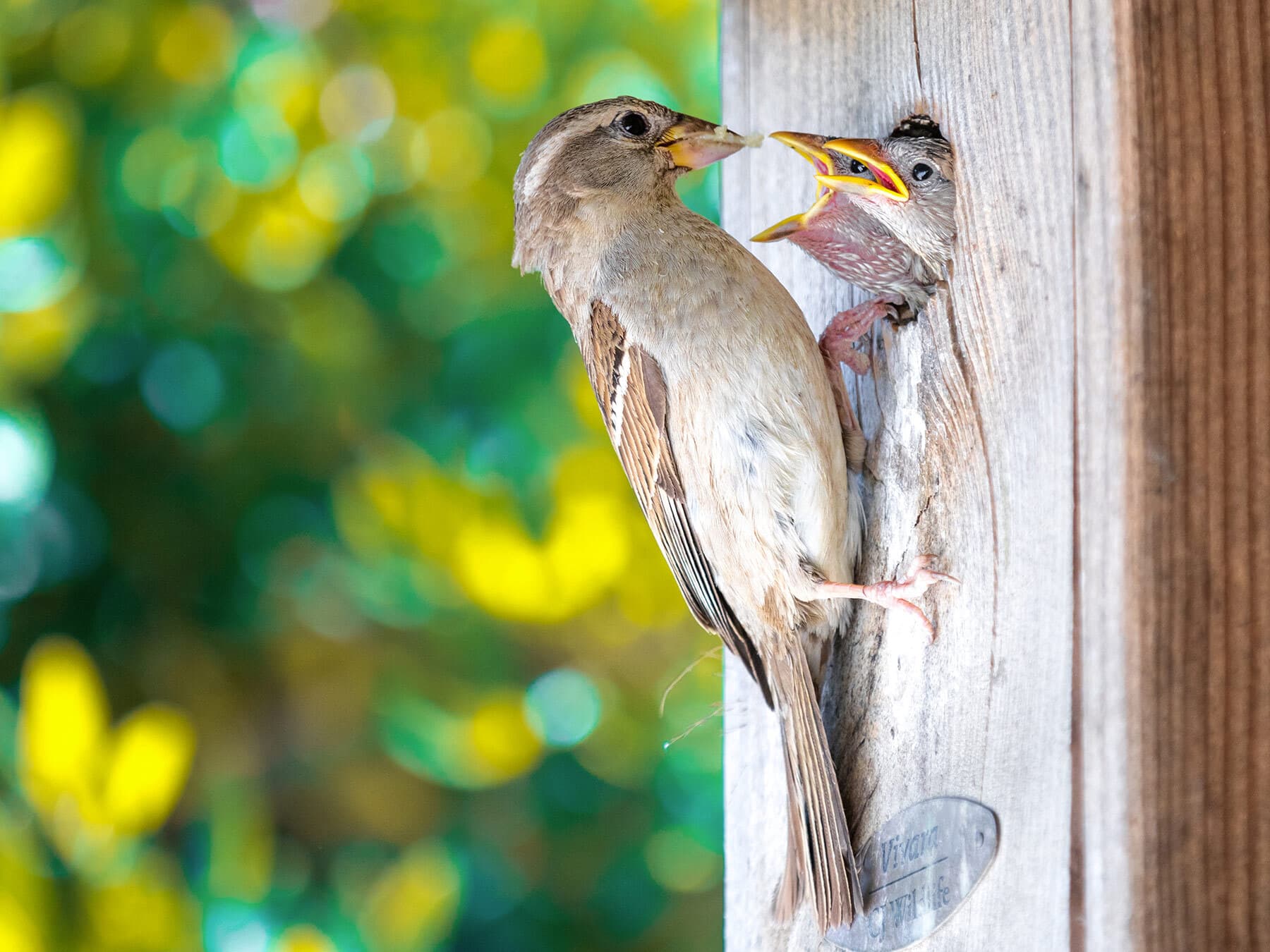 Sparrow feeding chicks