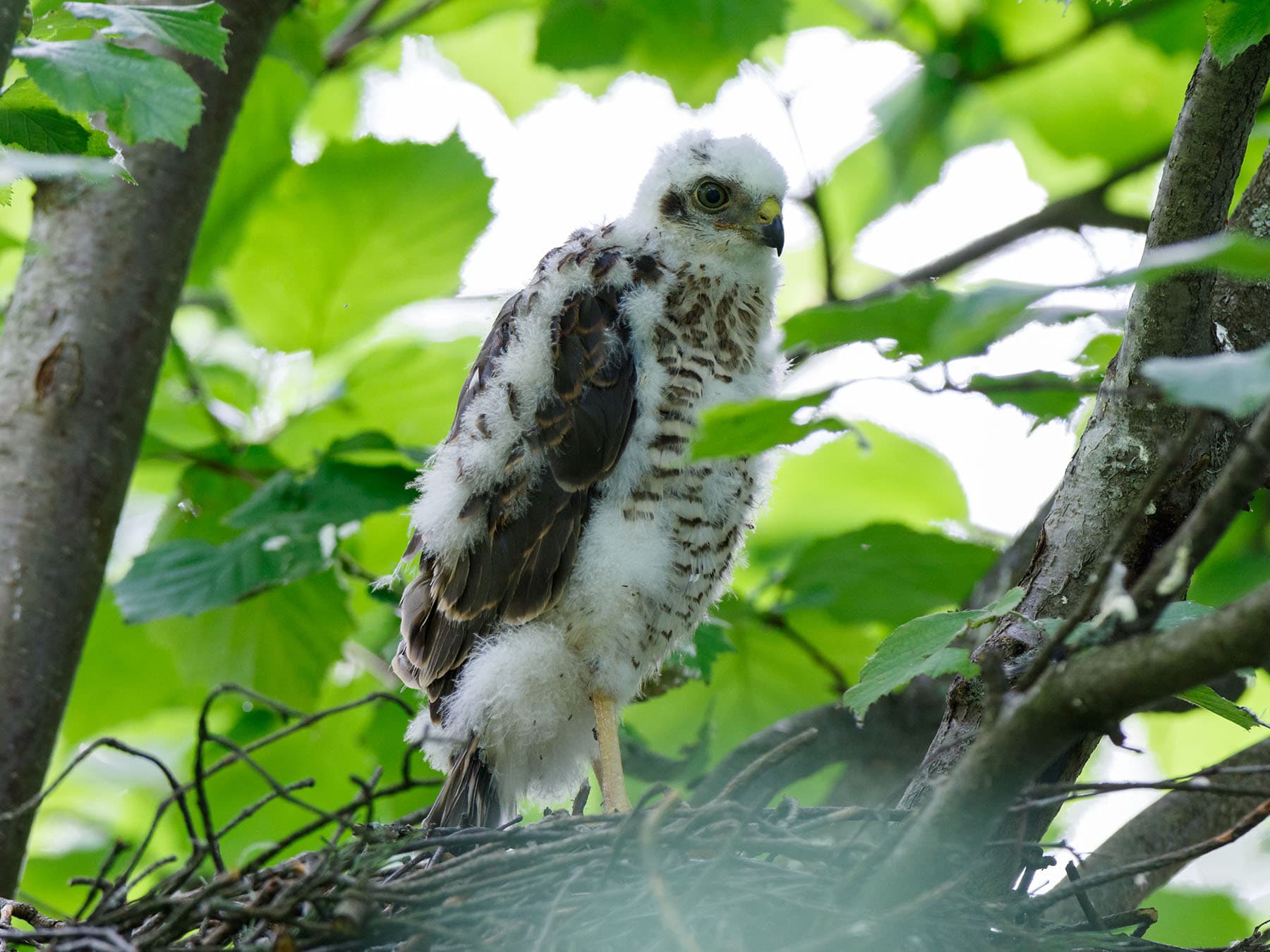 Sparrowhawk chick