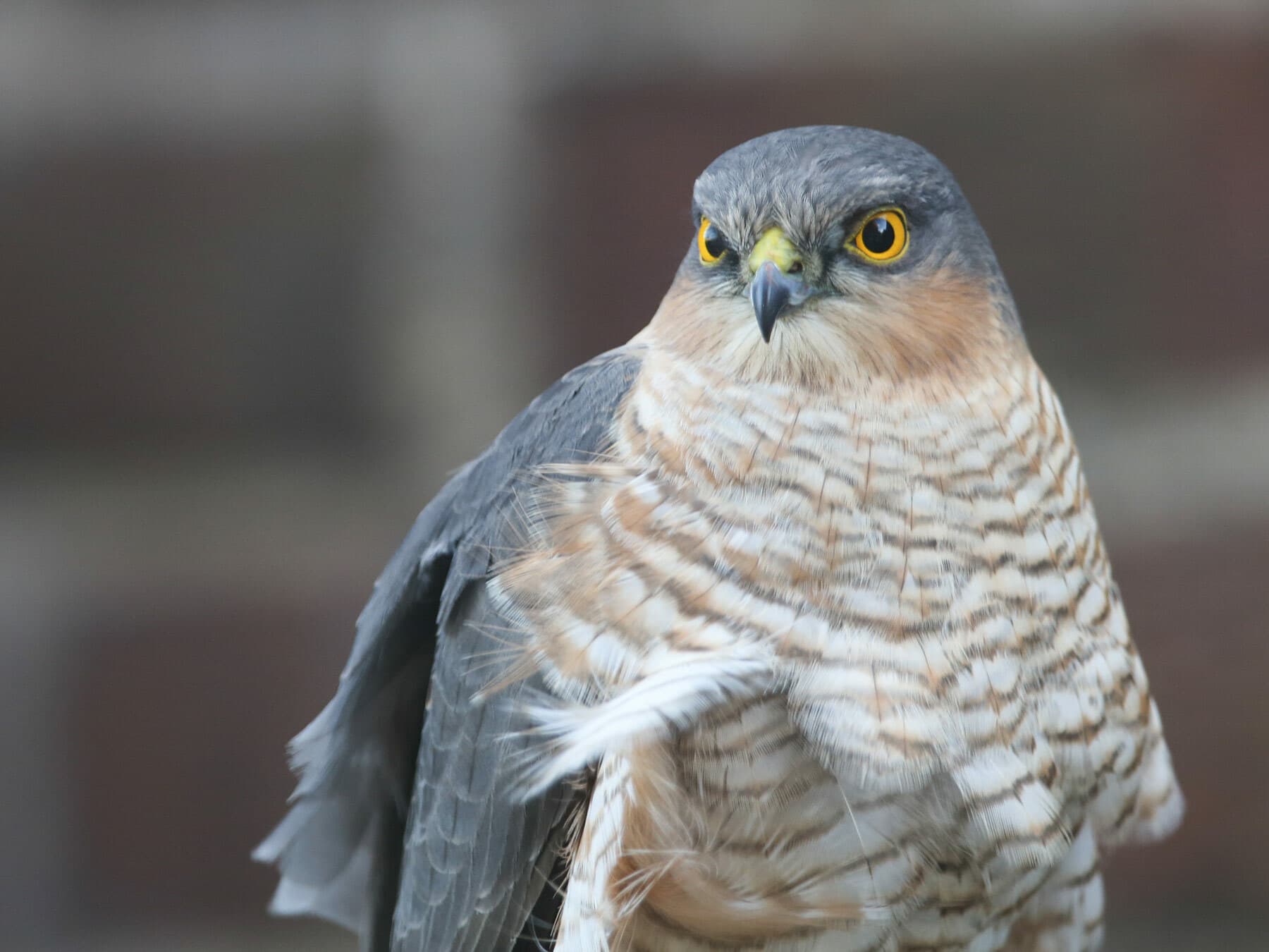 Sparrowhawk close up