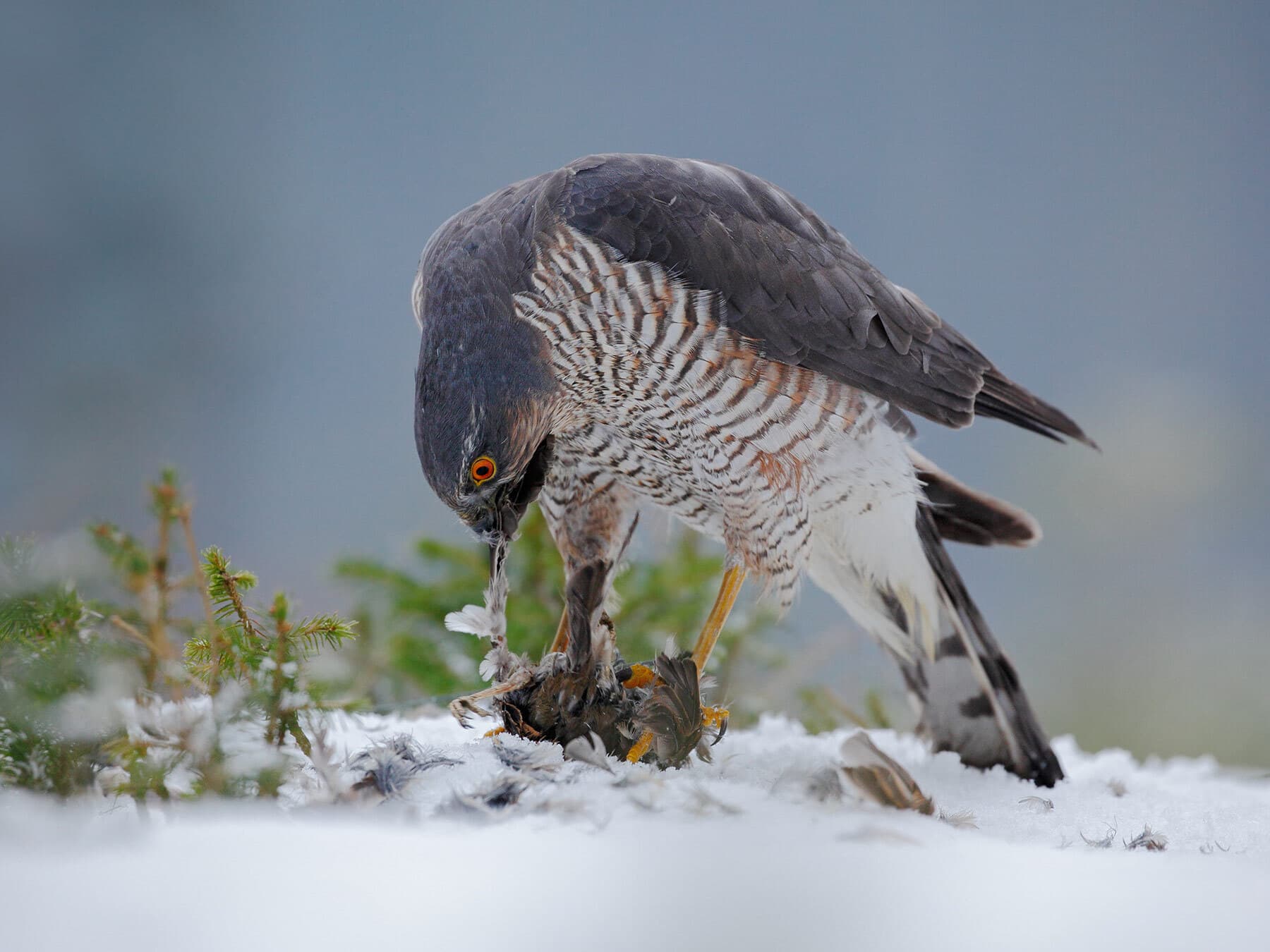 Sparrowhawk eating bird in winter