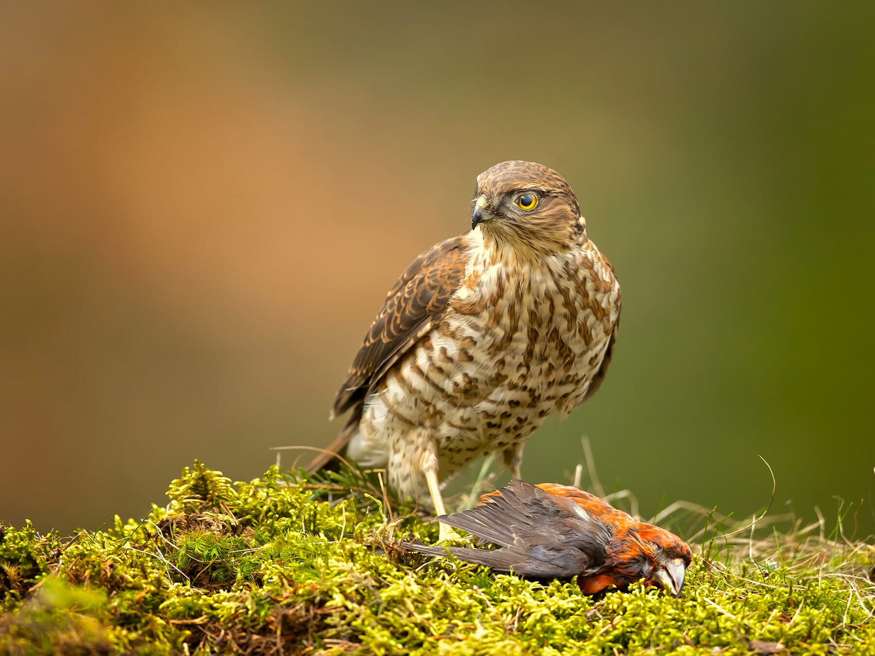 Sparrowhawk eating bird