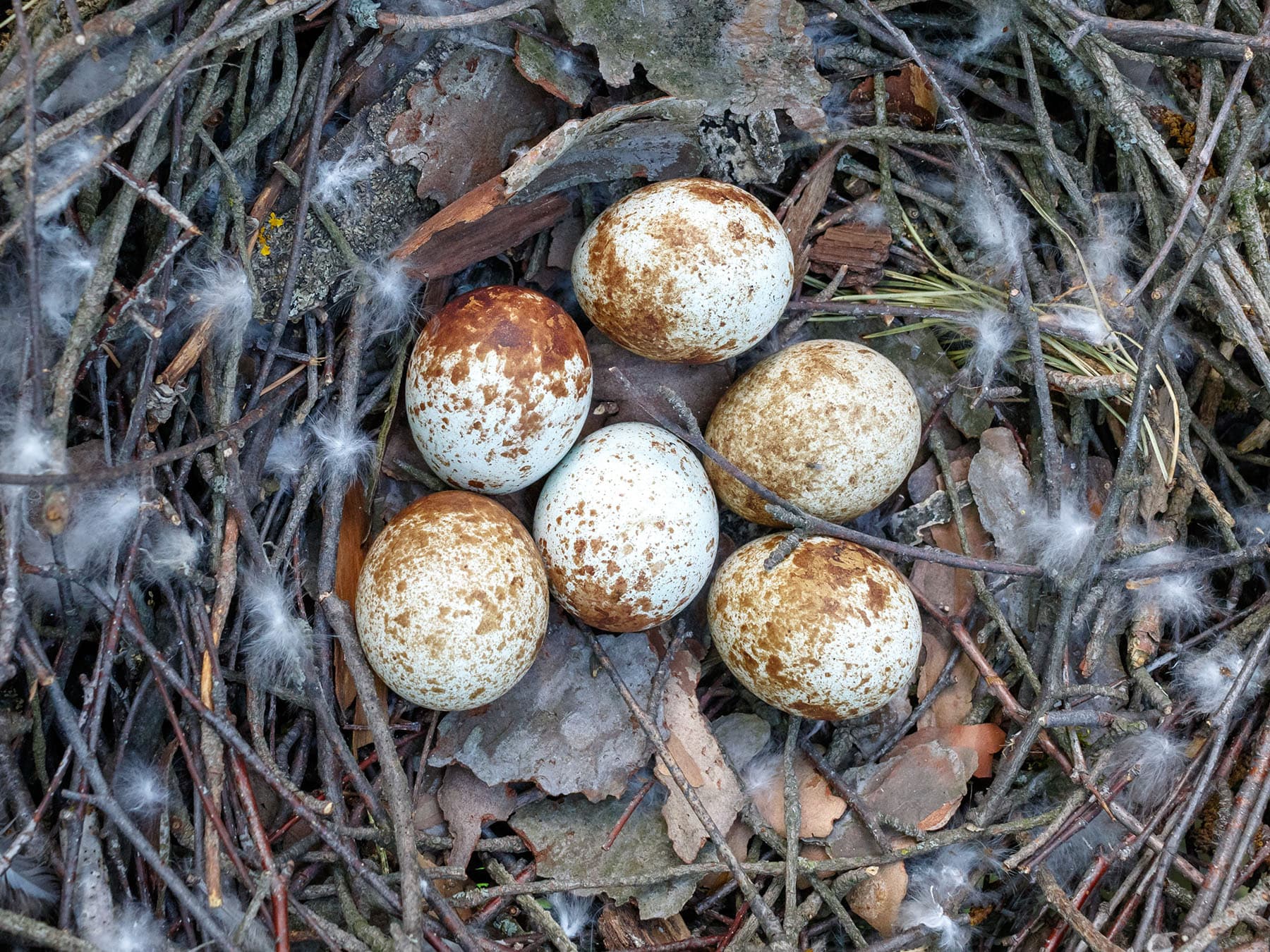 Sparrowhawk eggs