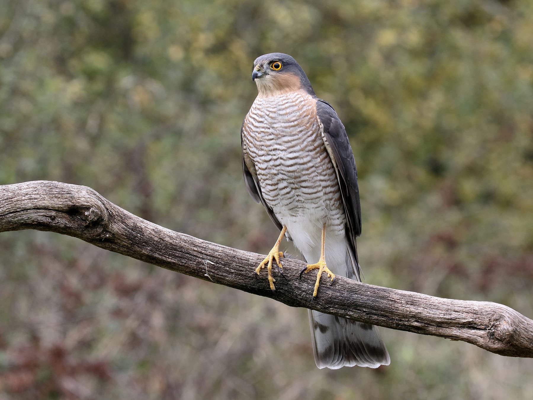 Sparrowhawk habitat