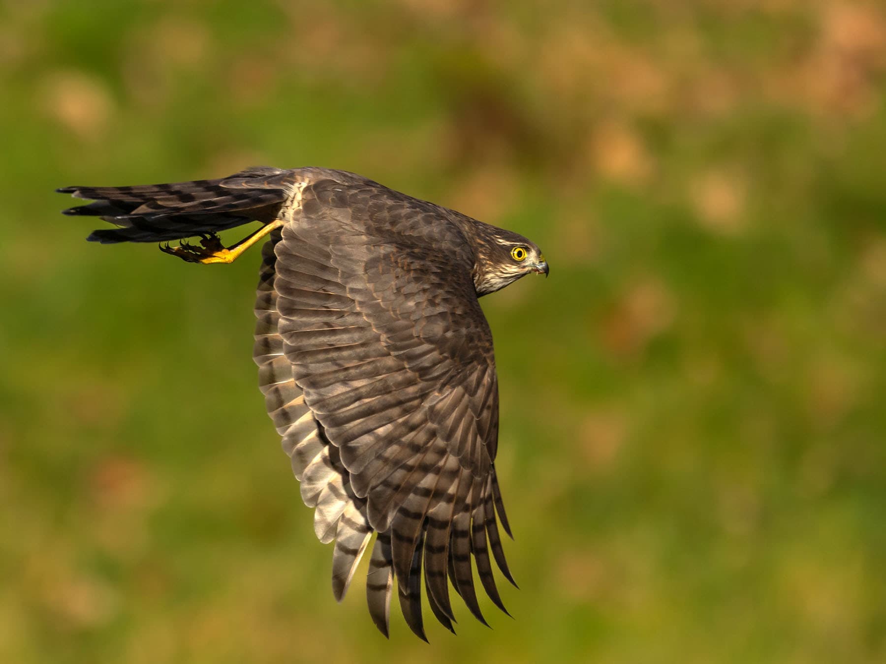 Sparrowhawk hunting in forest