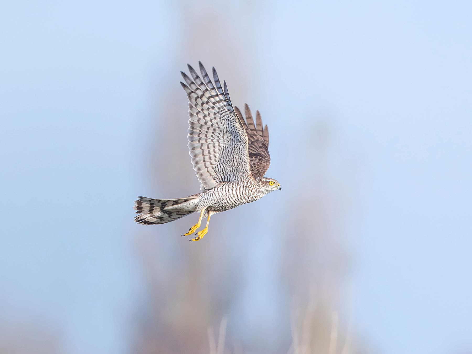Sparrowhawk in flight