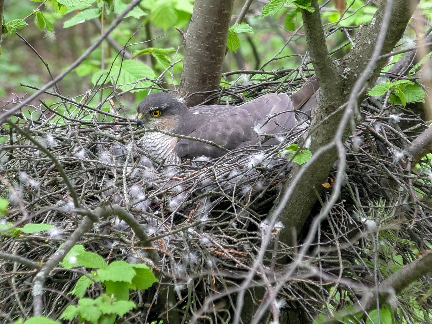Sparrowhawk incubating eggs