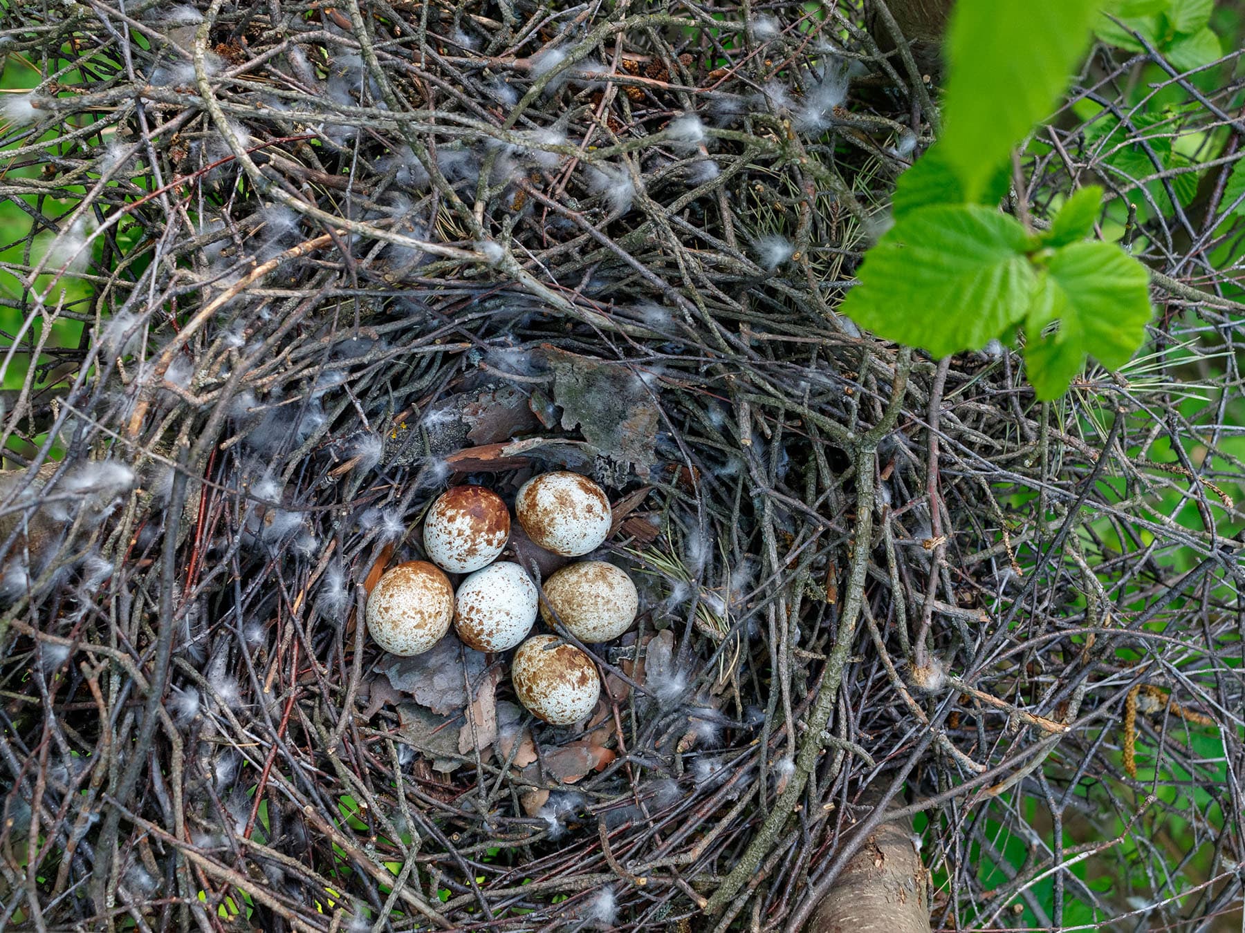 Sparrowhawk nest