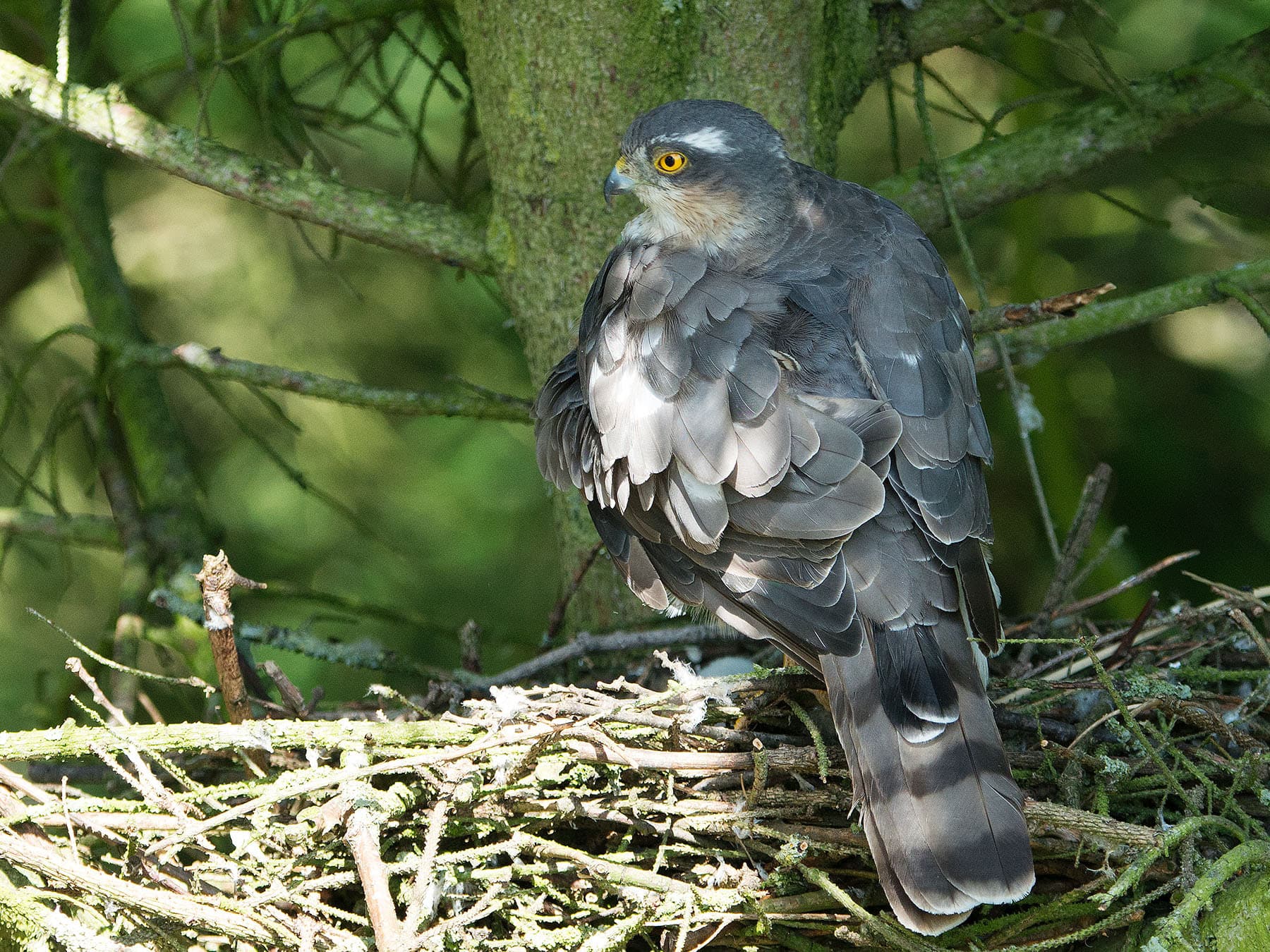 Sparrowhawk nesting in garden