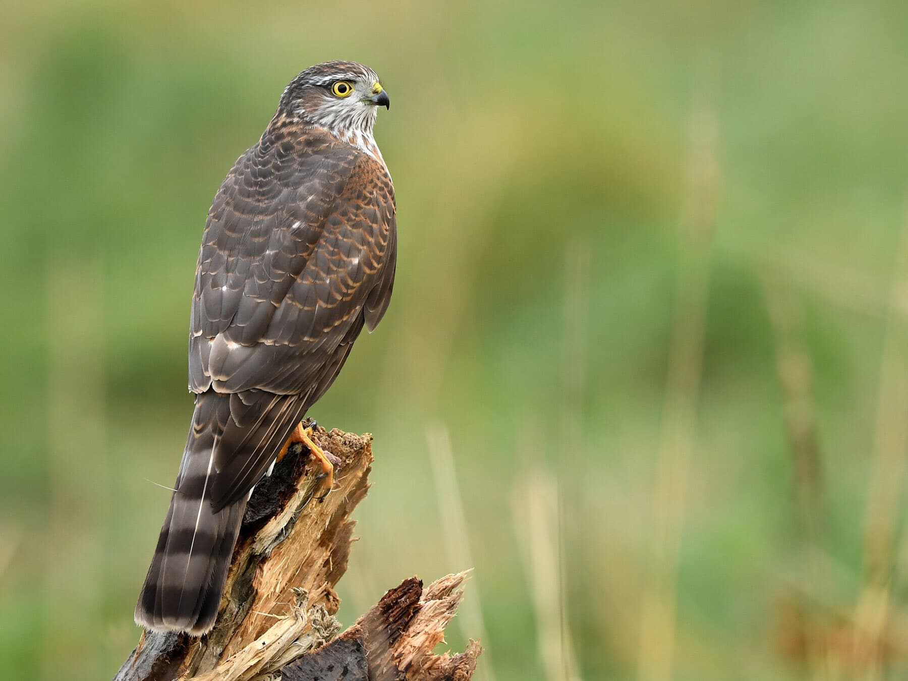 Sparrowhawk perched