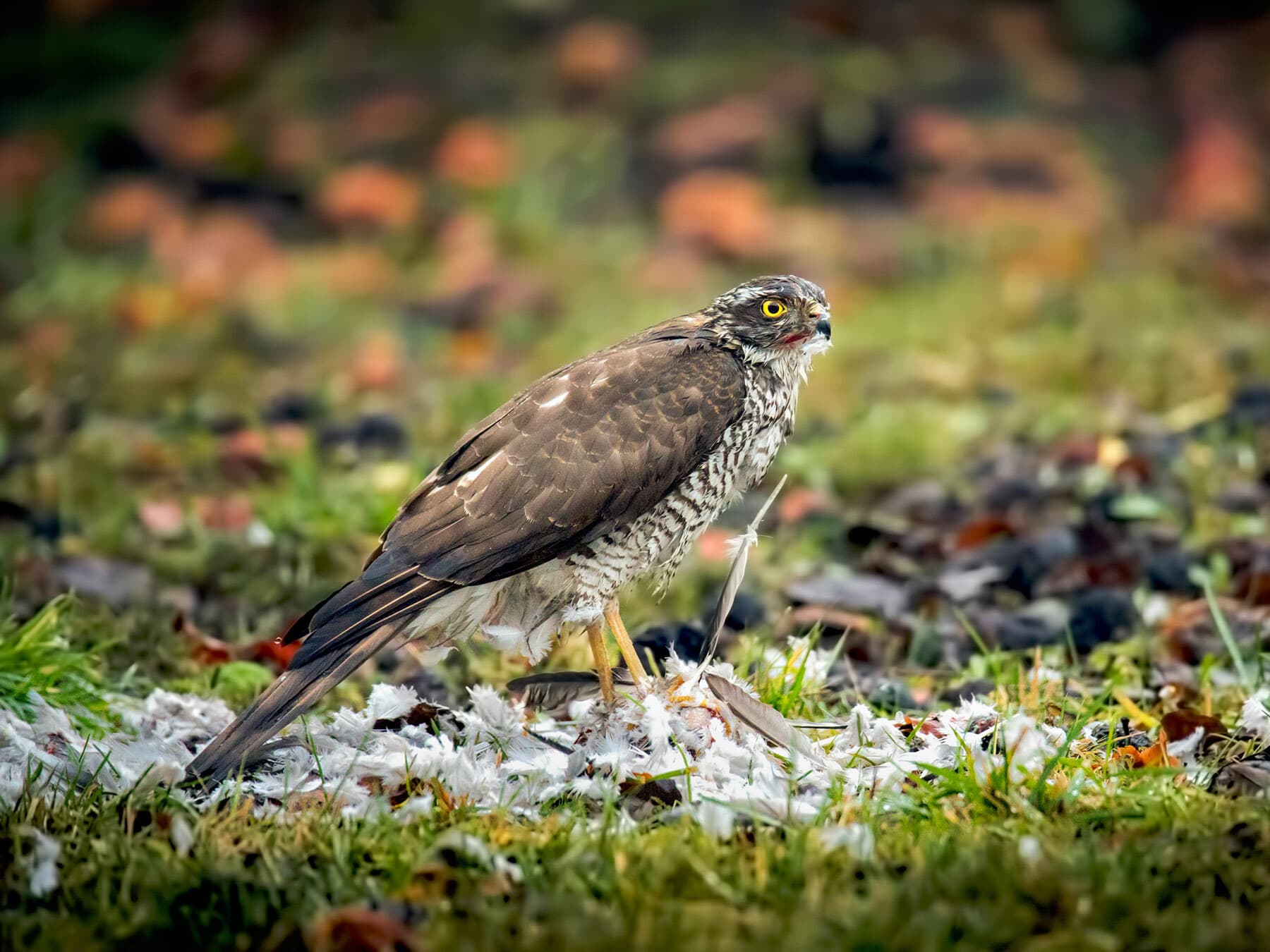 Sparrowhawk with hunted prey