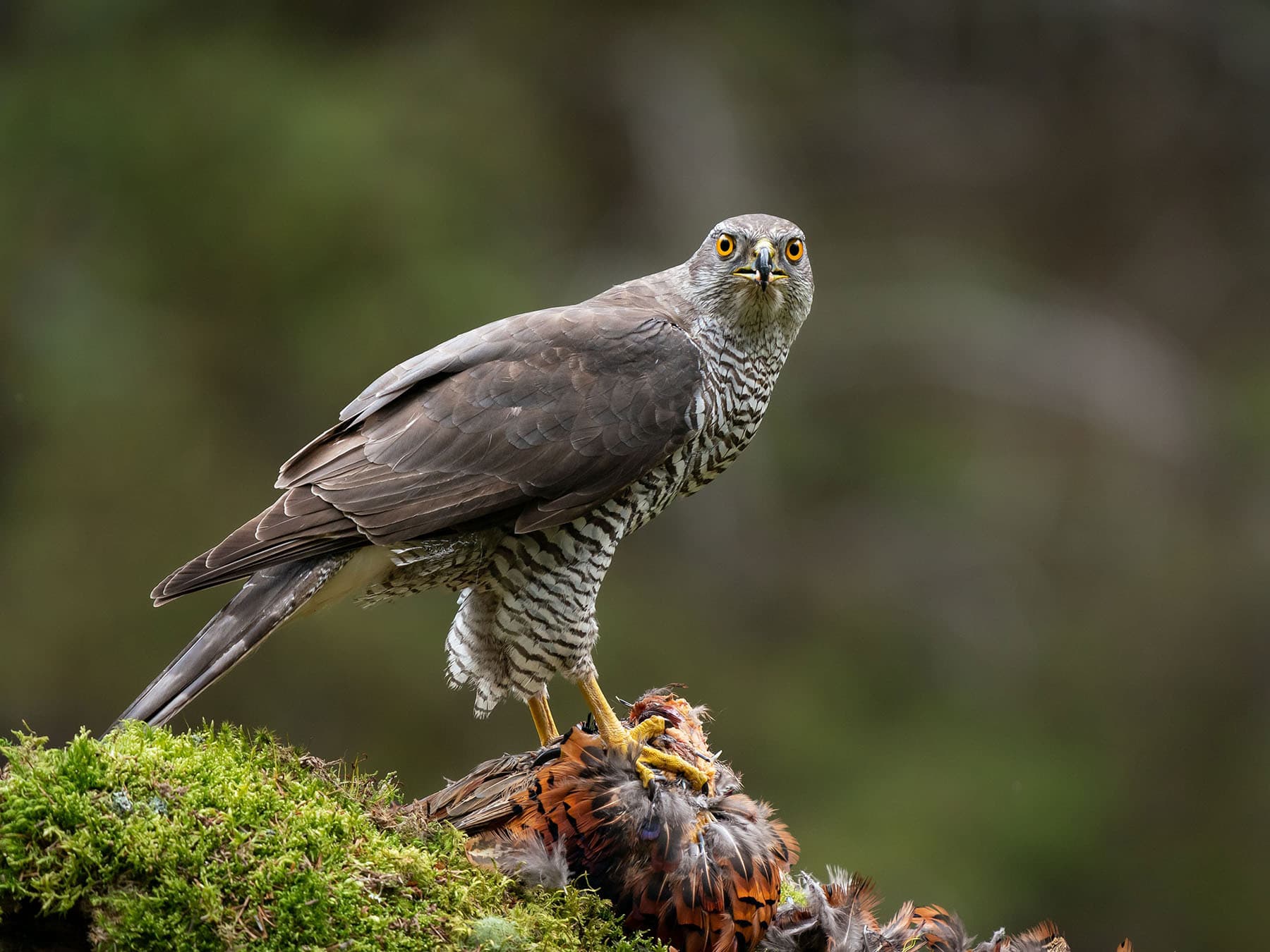 Sparrowhawk with pheasant
