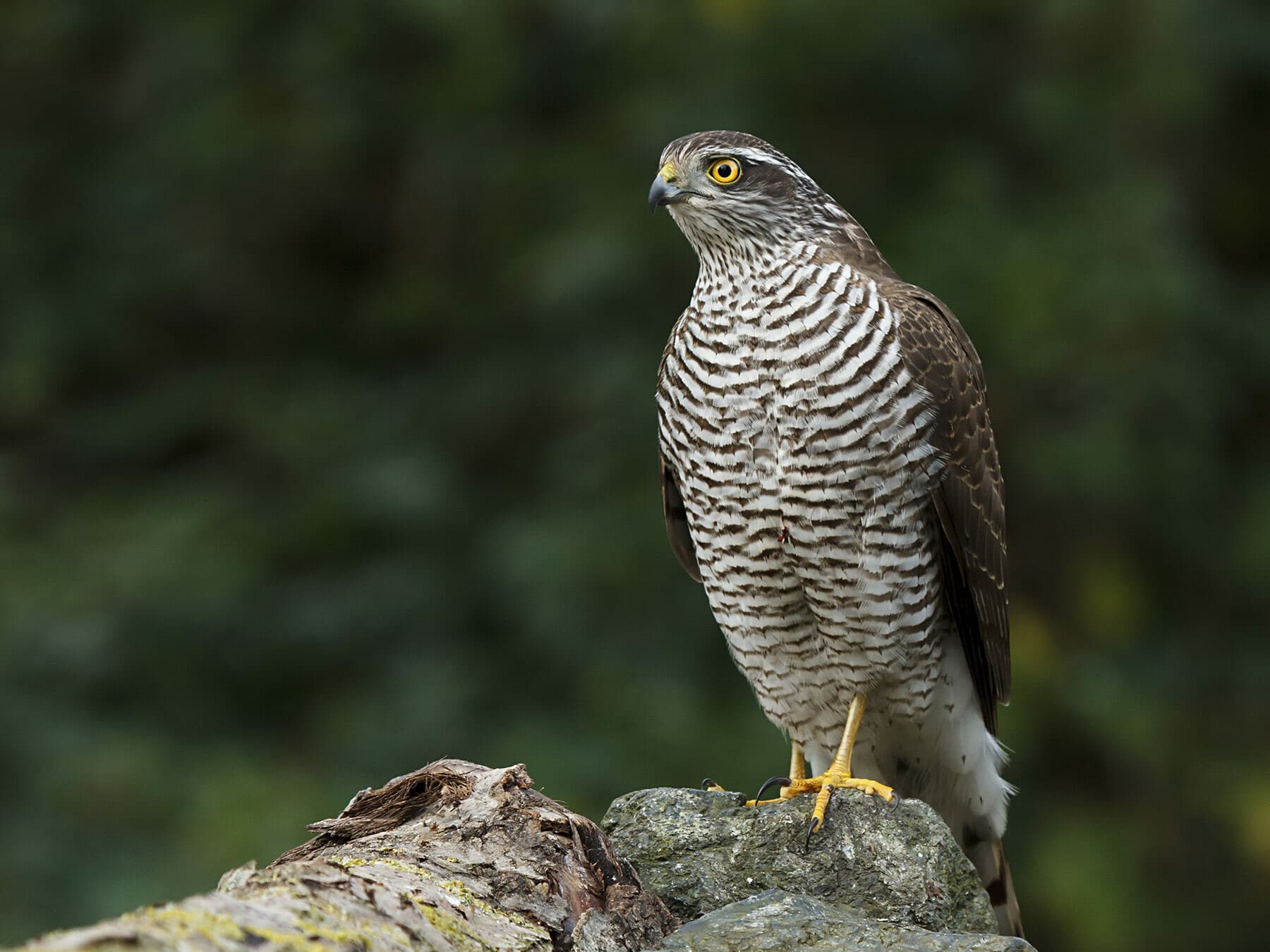 Sparrowhawk