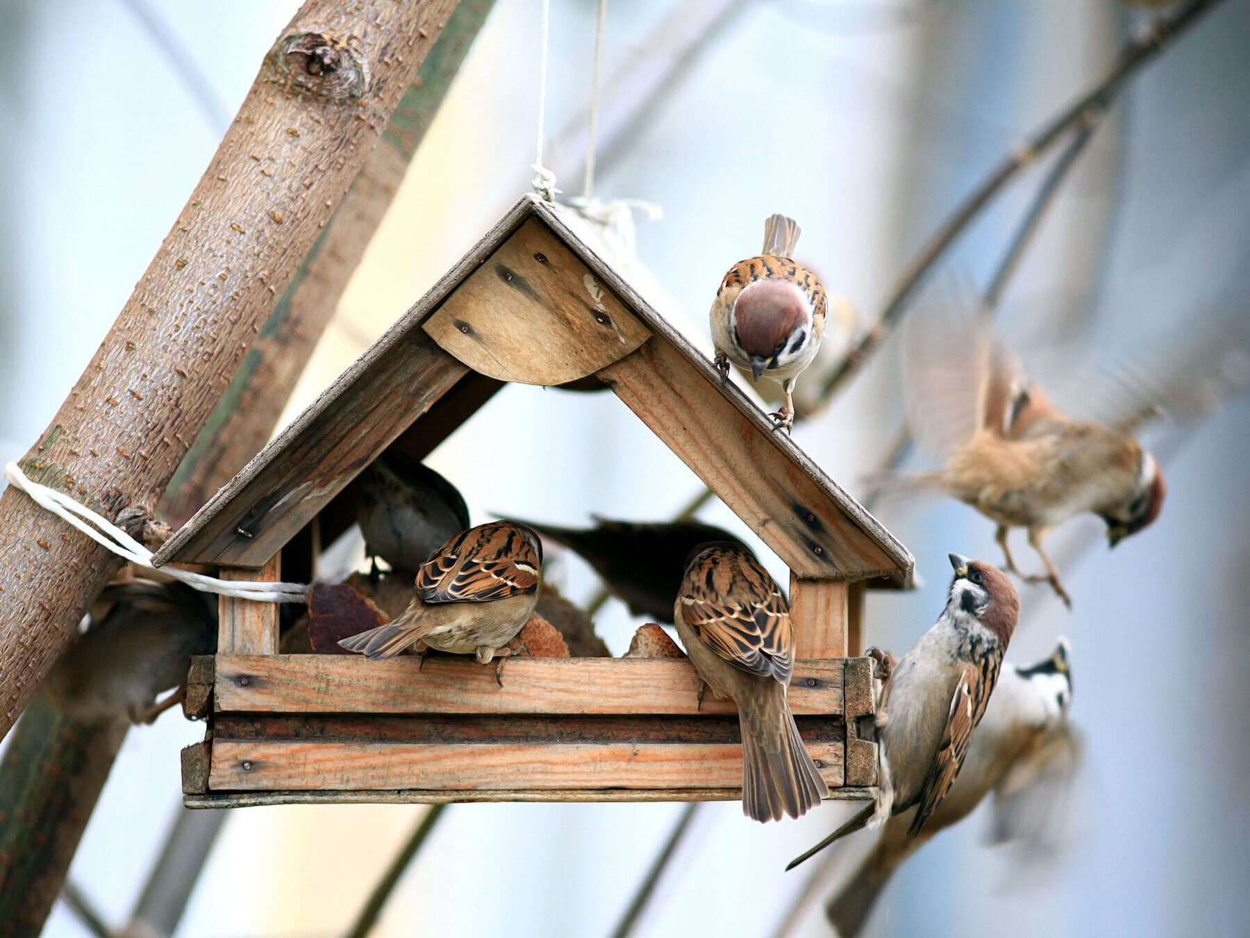 Sparrows eating seeds from feeder