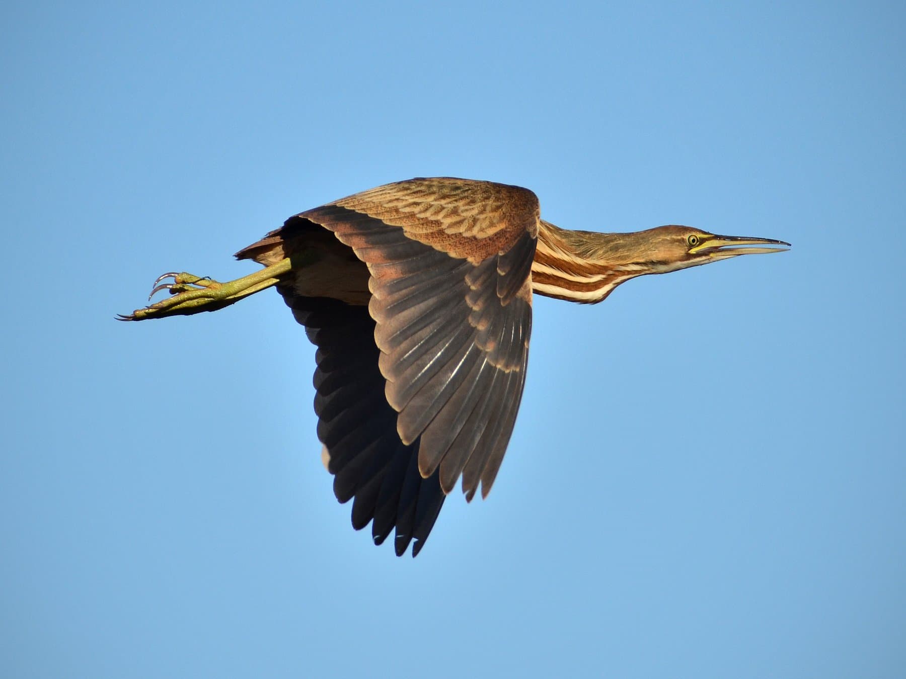 American Bittern