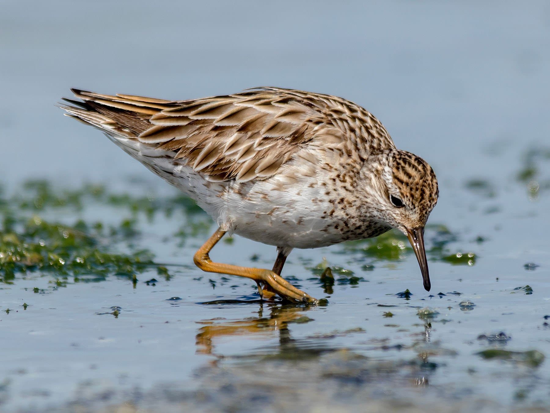 Sharp-tailed Sandpiper