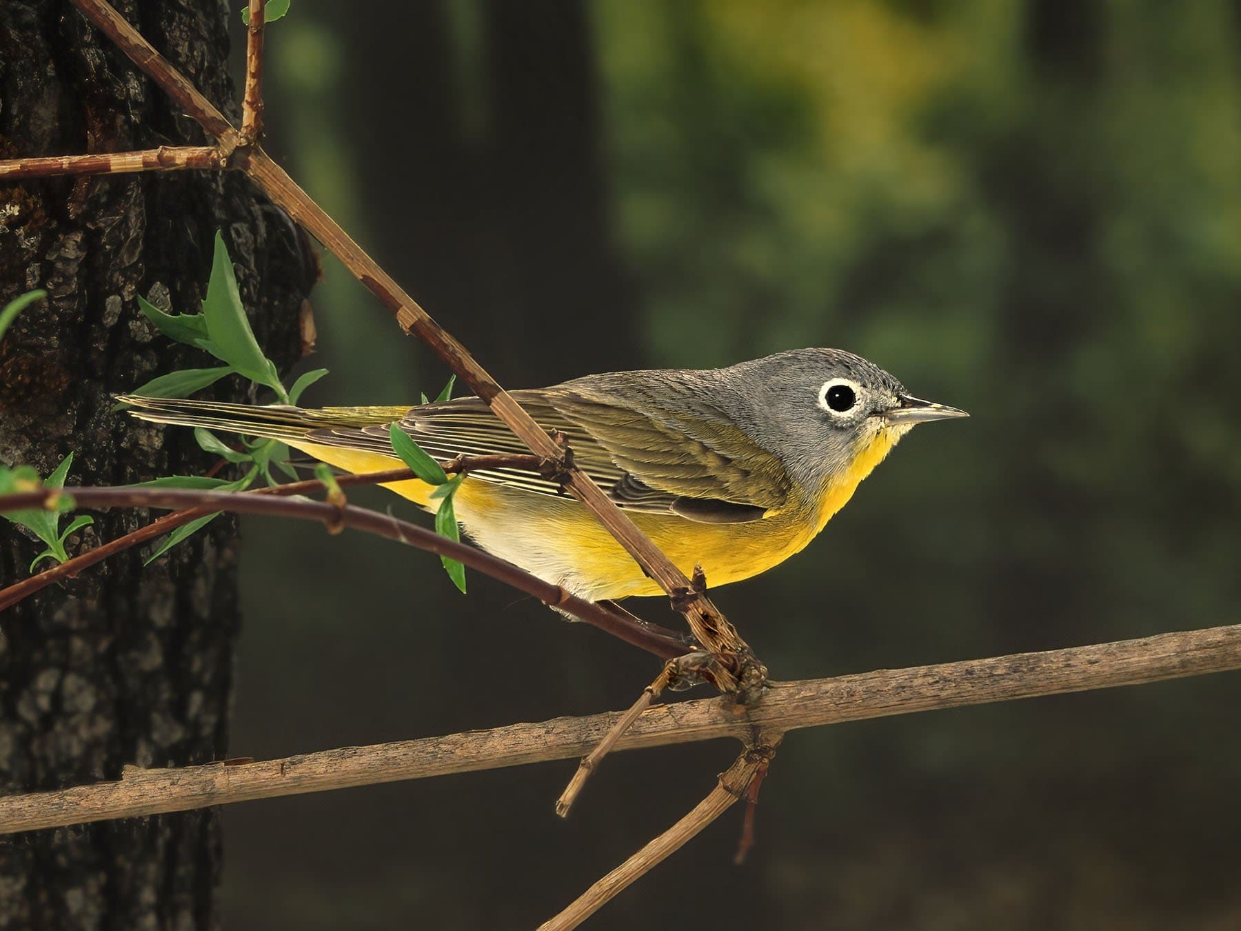 Nashville Warbler