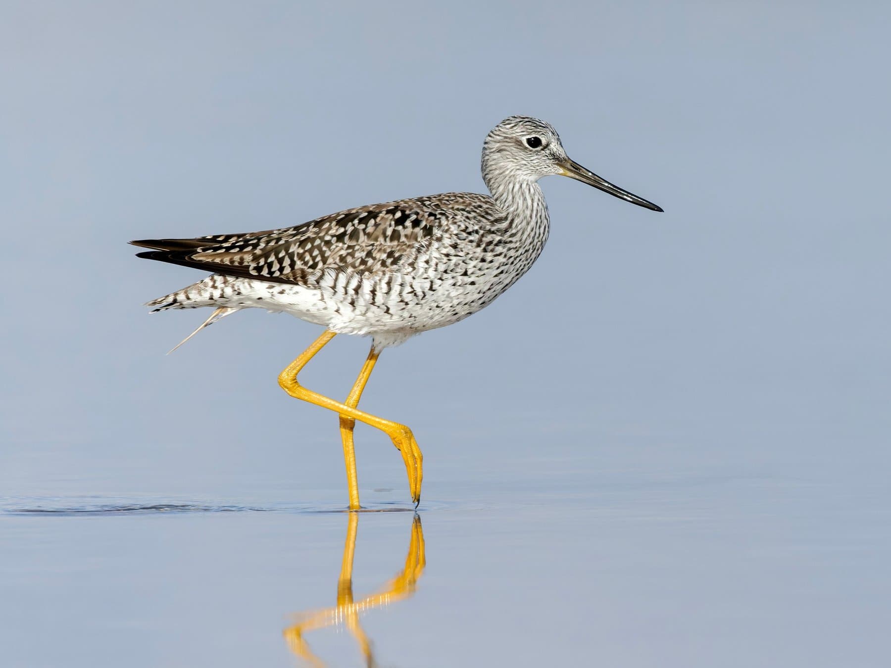 Greater Yellowlegs