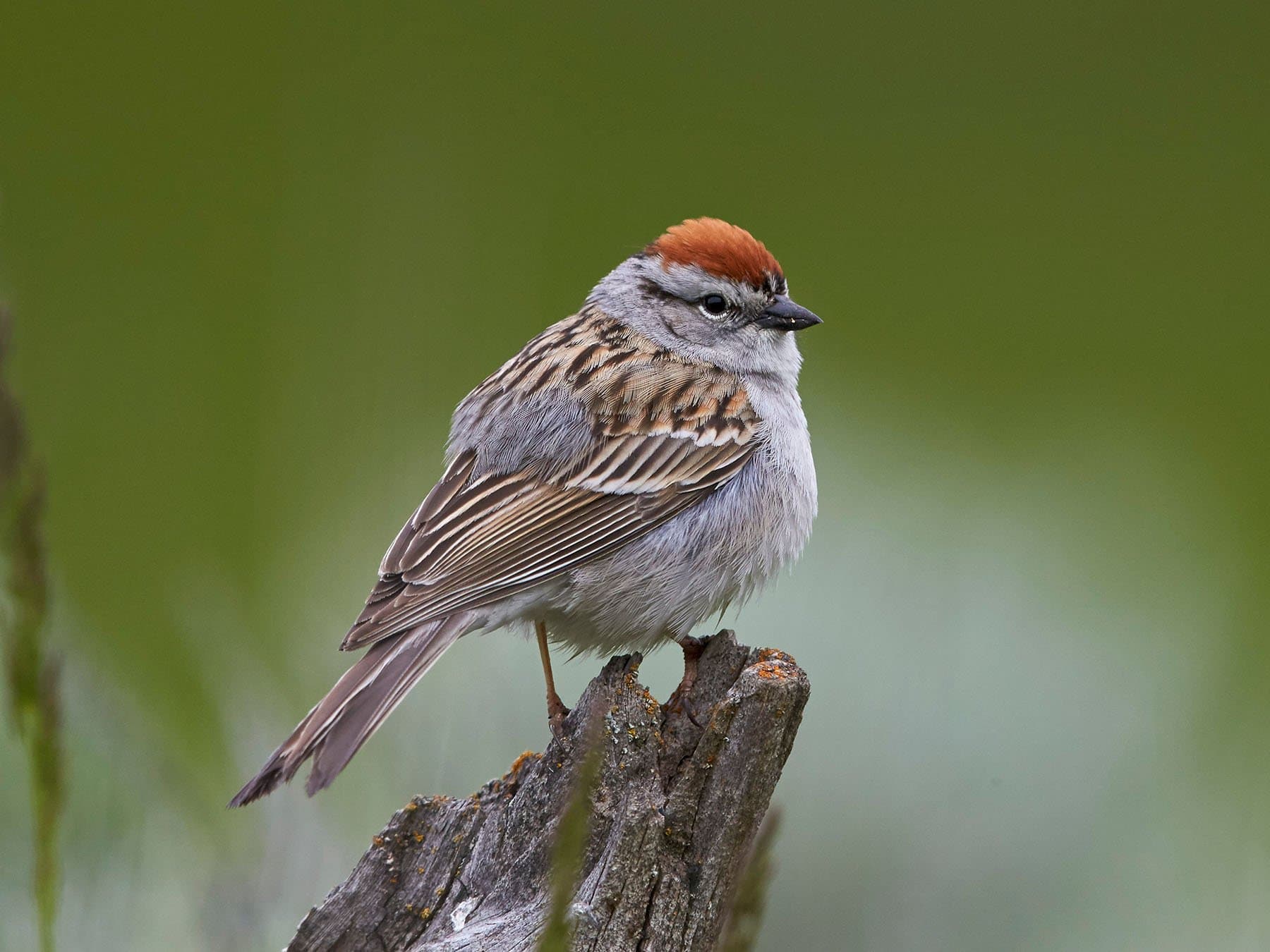 American Tree Sparrow