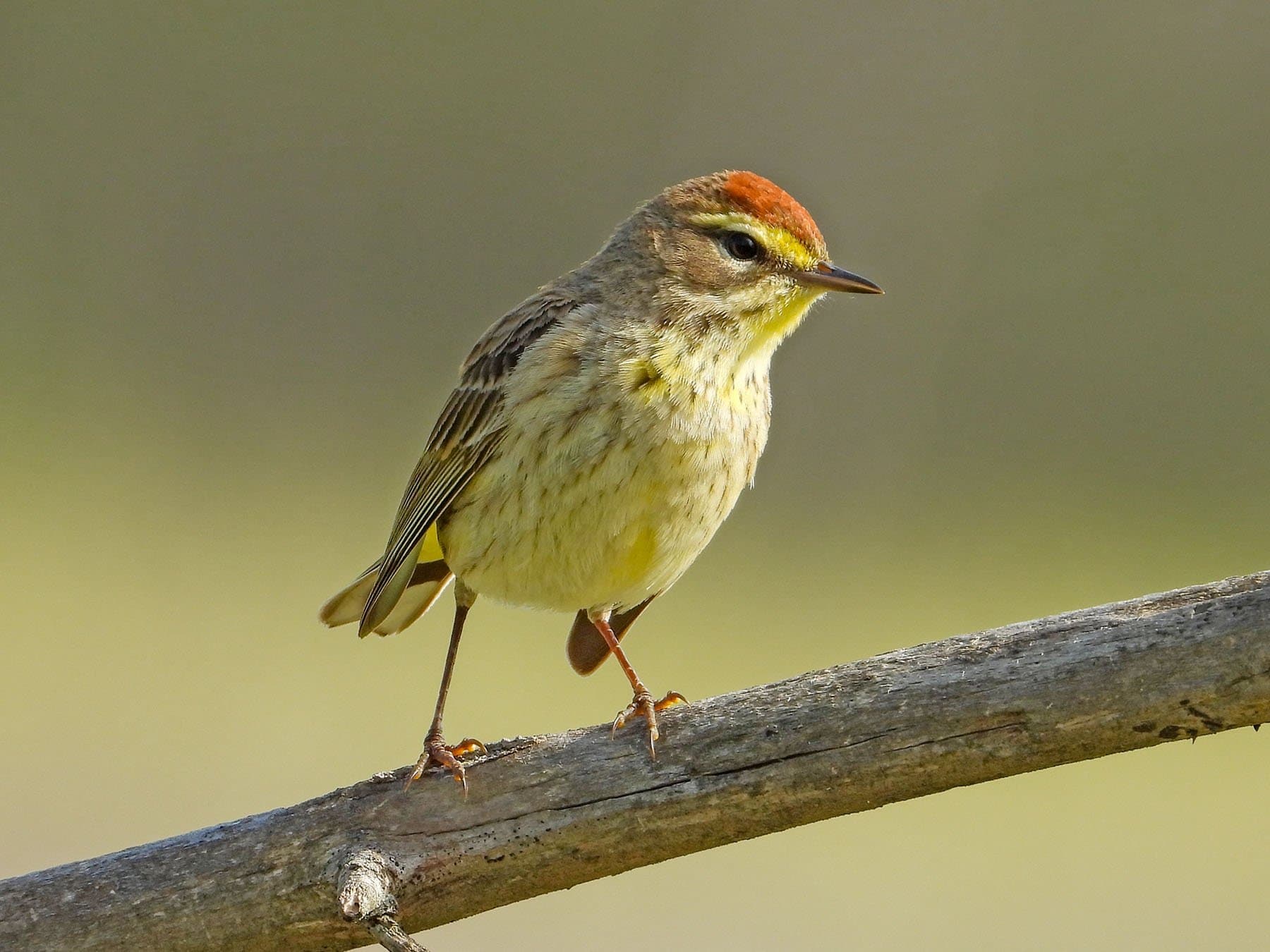 Palm Warbler