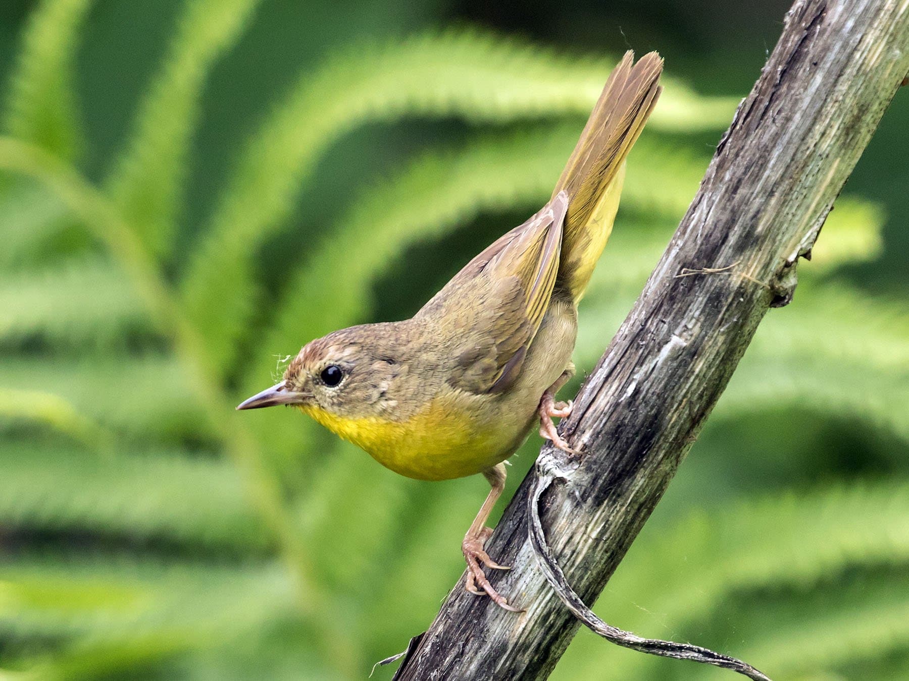 Common Yellowthroat