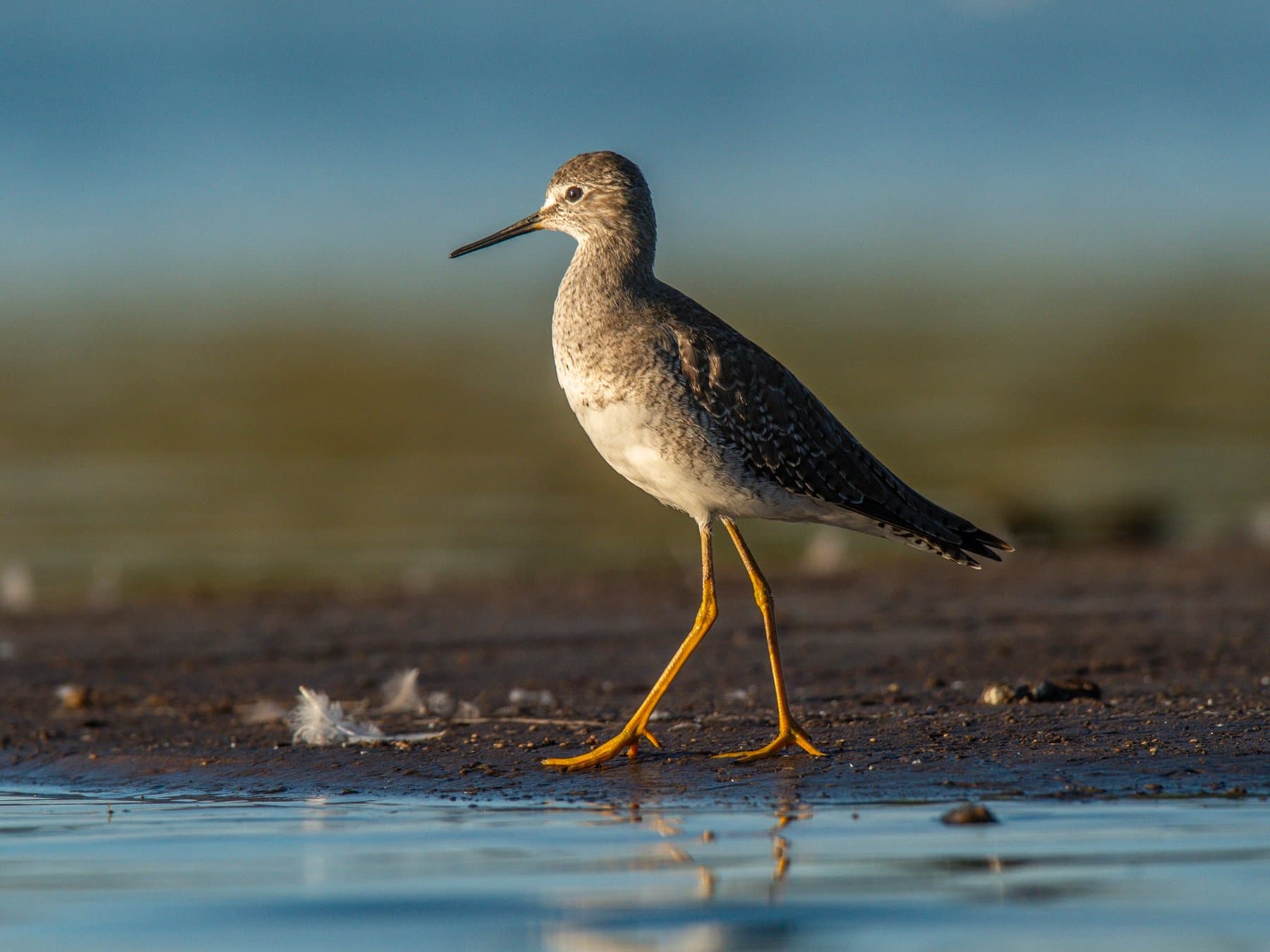 Solitary Sandpiper