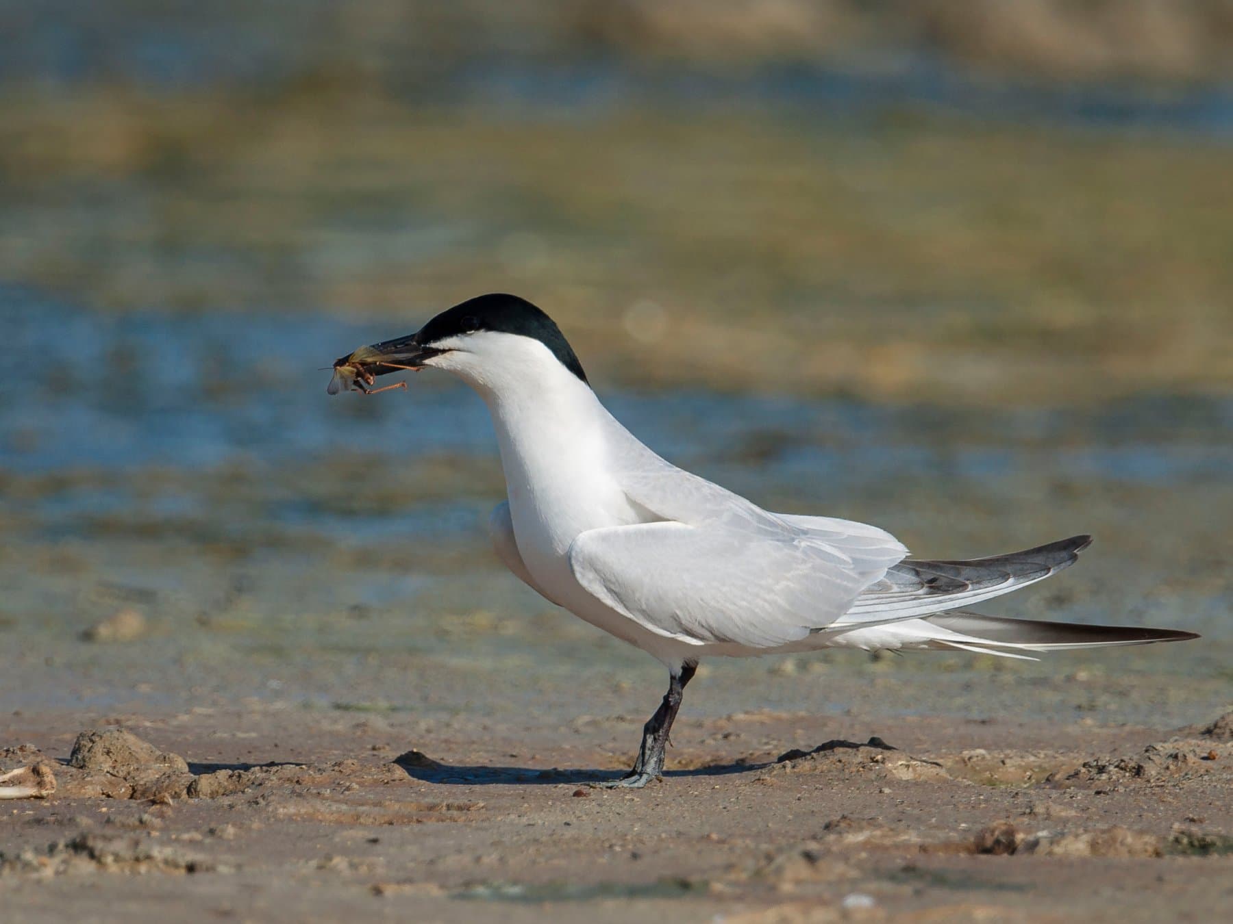 Gull-billed Tern