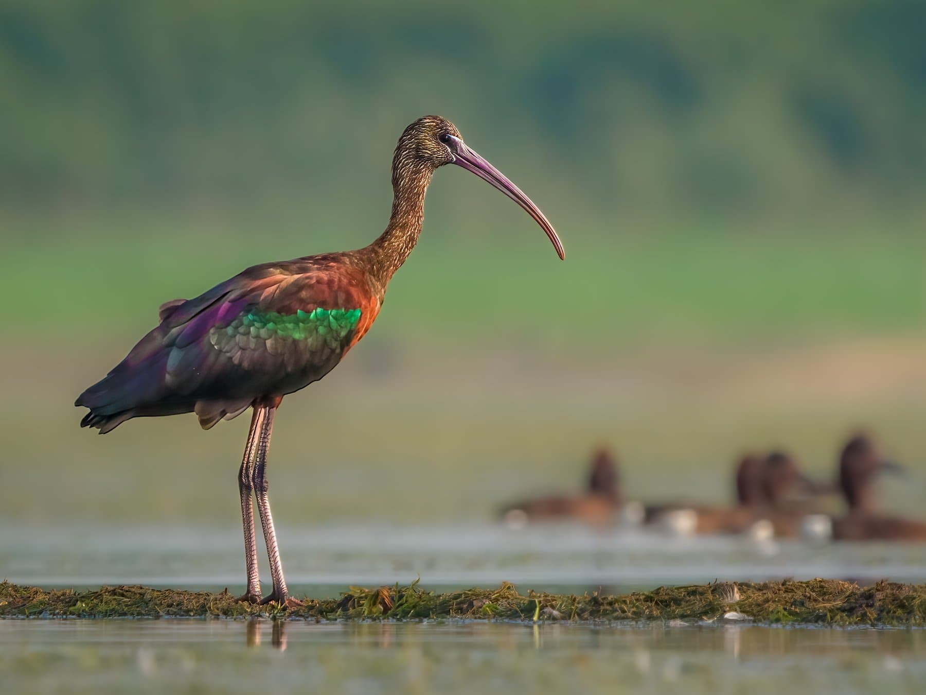 Glossy Ibis
