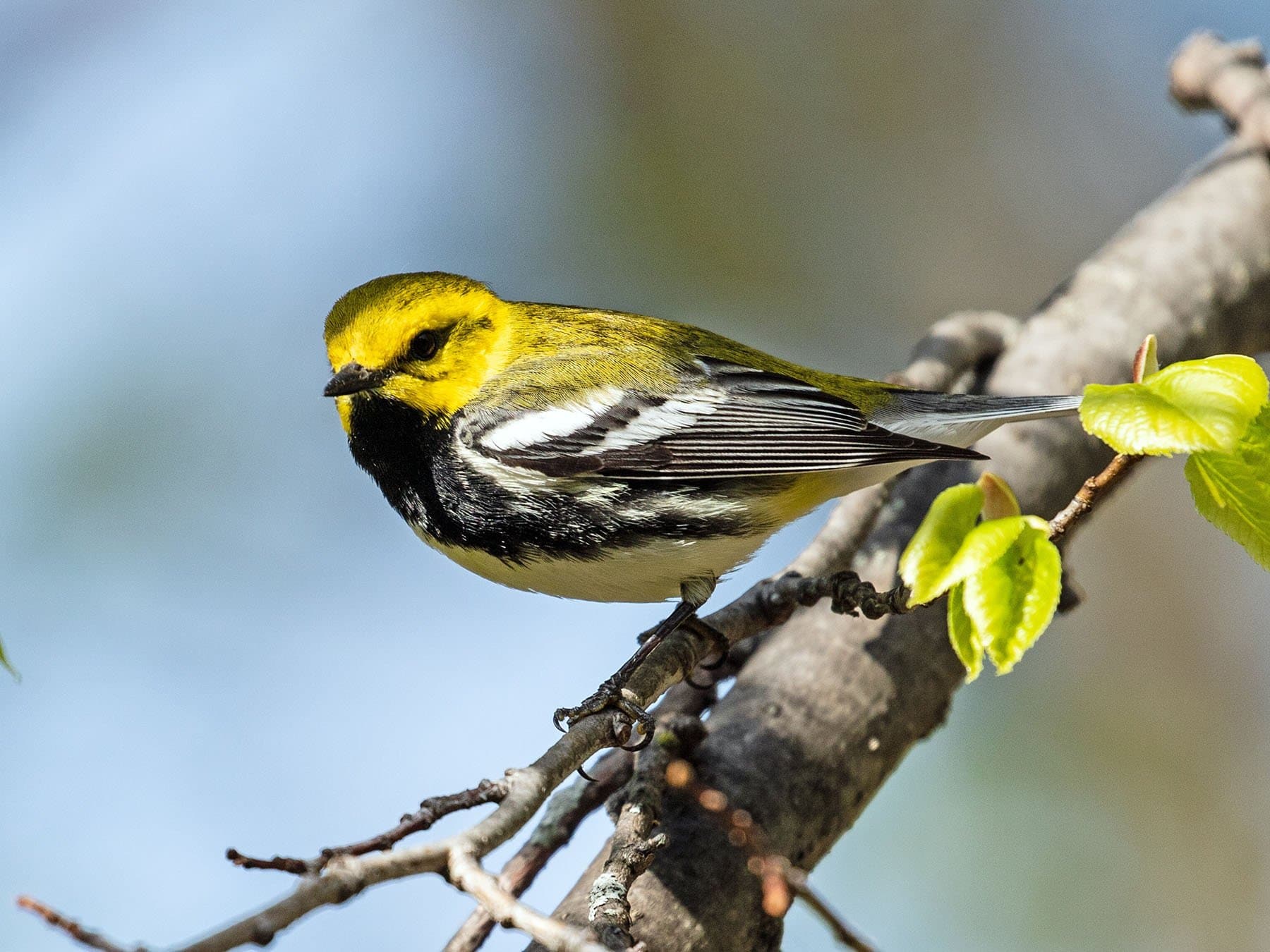 Black-throated Green Warbler